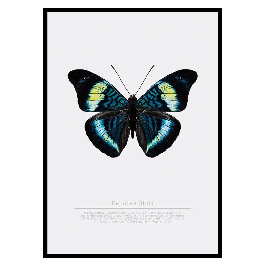 Poster Gallerix Butterfly Display