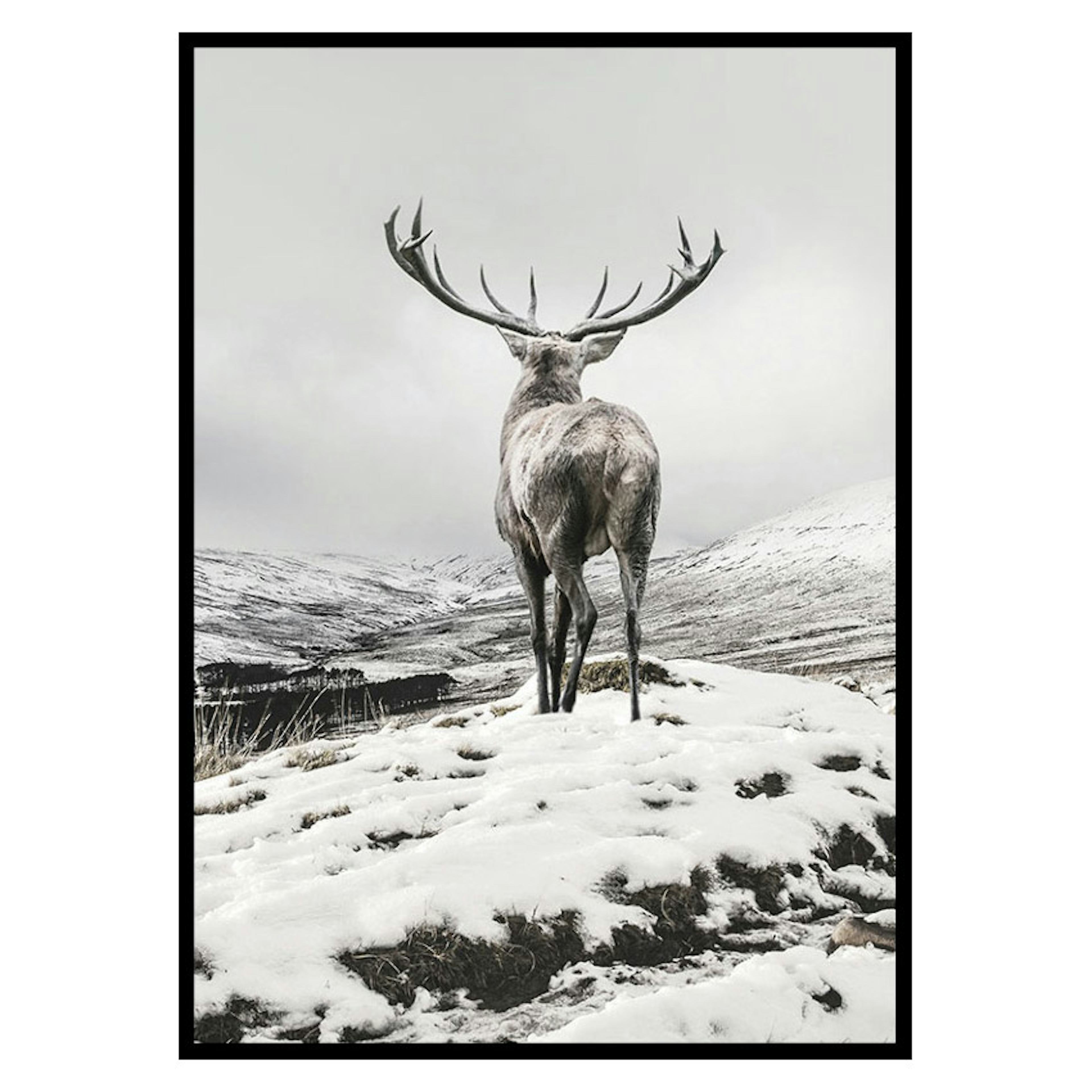 Poster Gallerix Winter Roe Deer