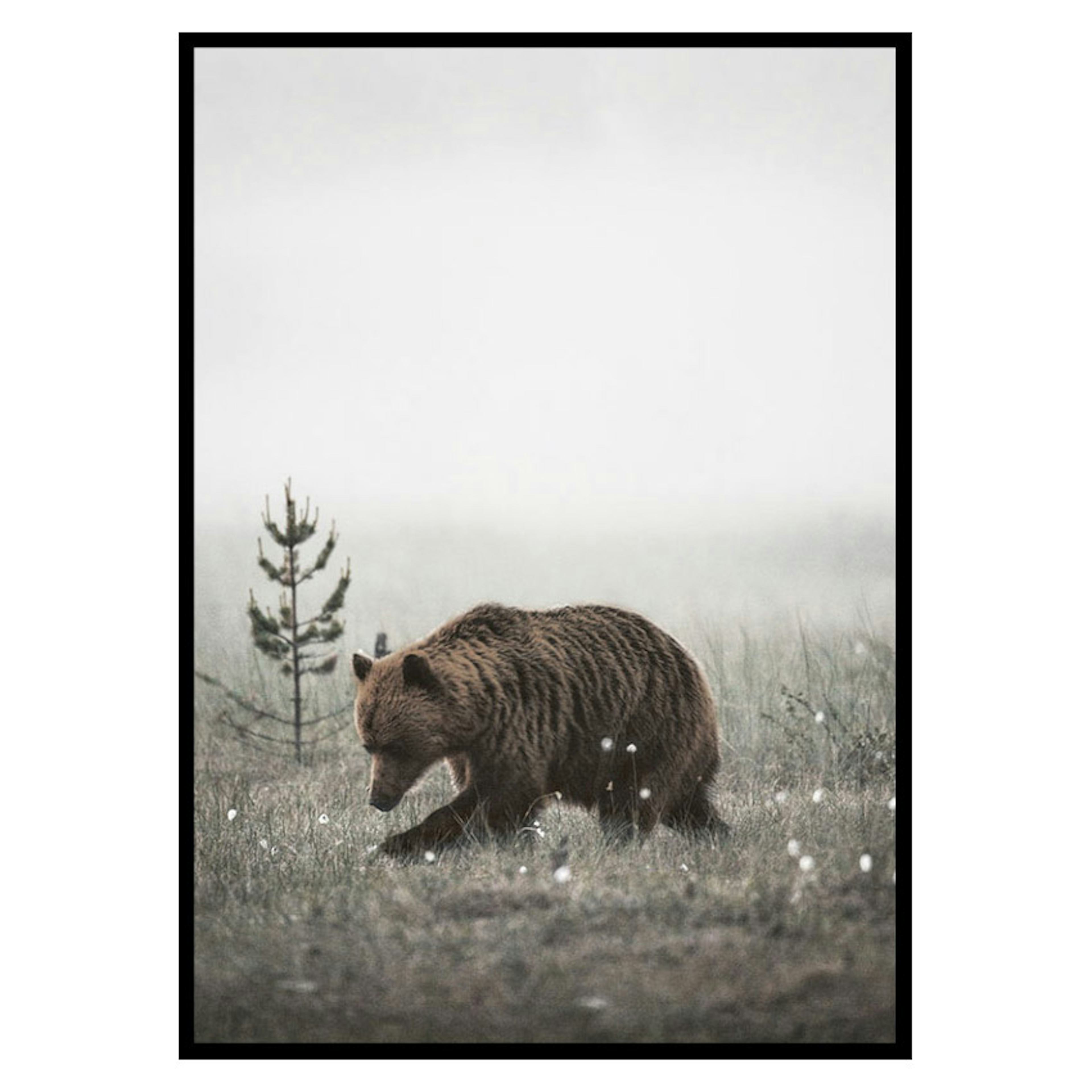 Poster Gallerix Winter Bear