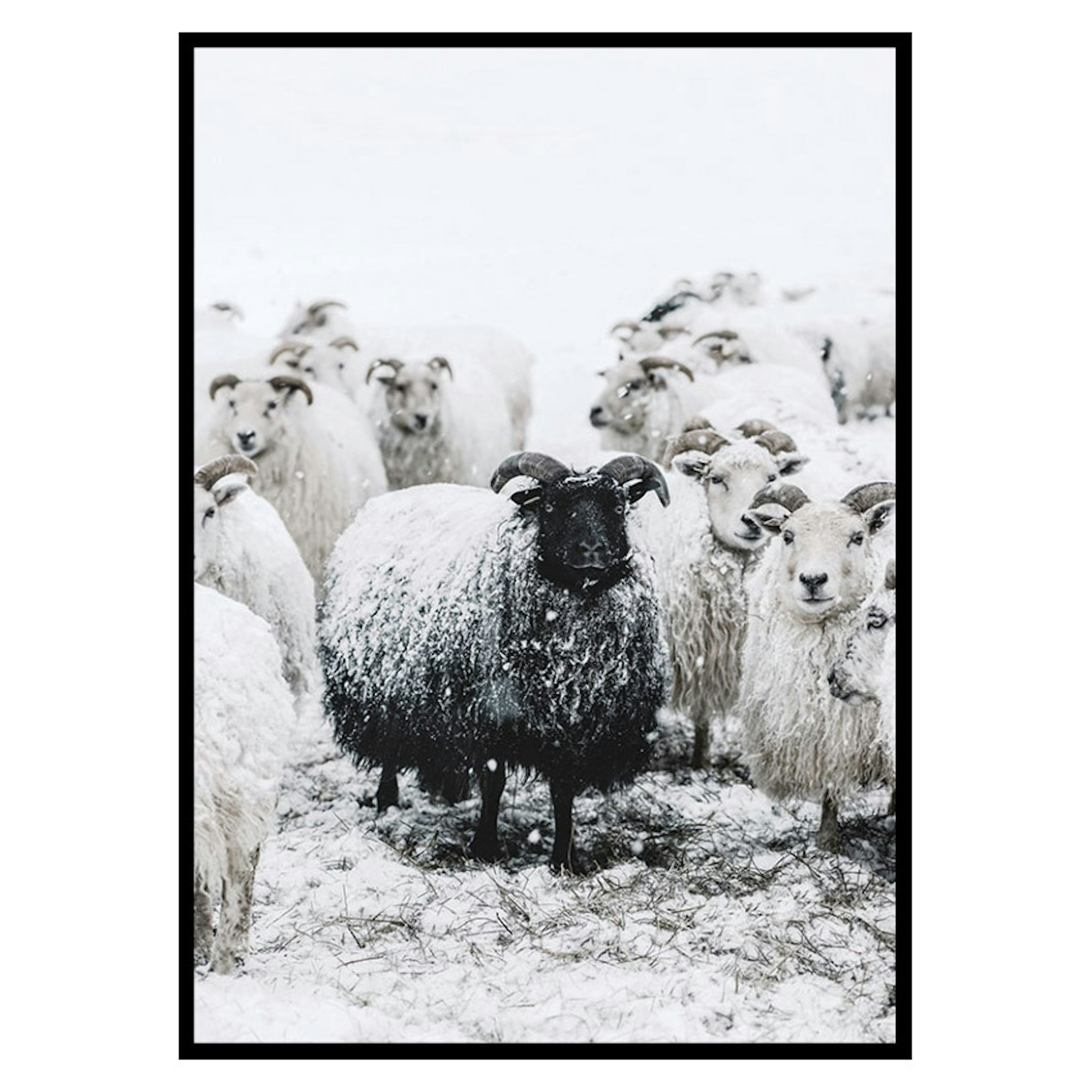 Poster Gallerix Winter Sheep