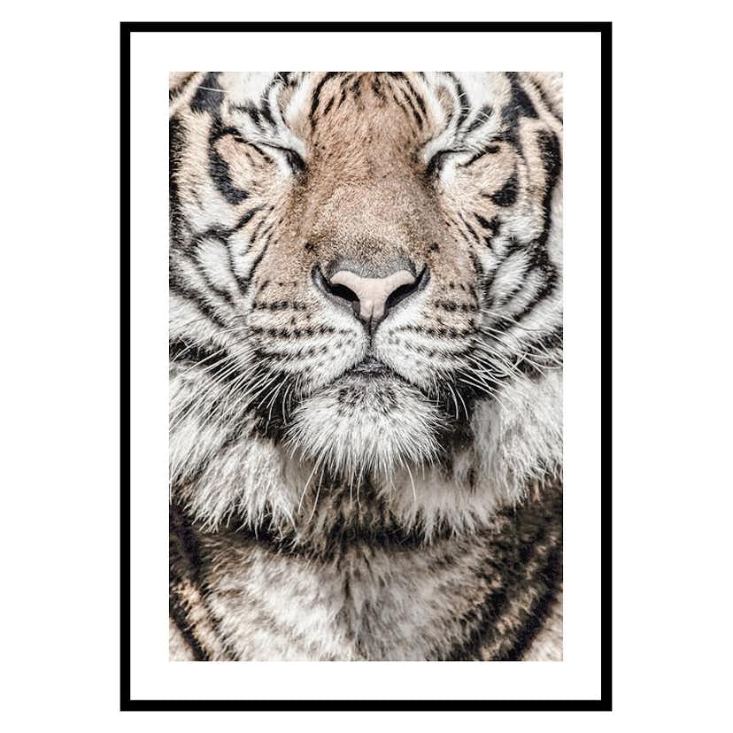 Poster Gallerix Tiger