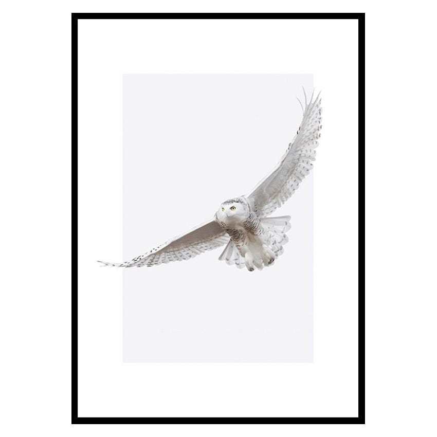 Poster Gallerix White Owl