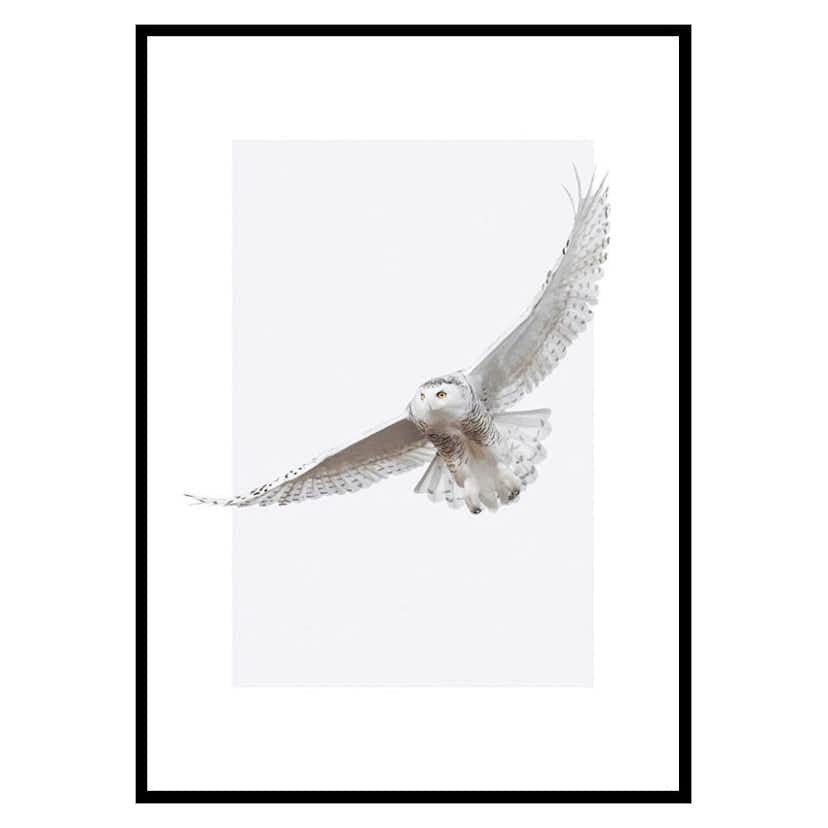 Poster Gallerix White Owl