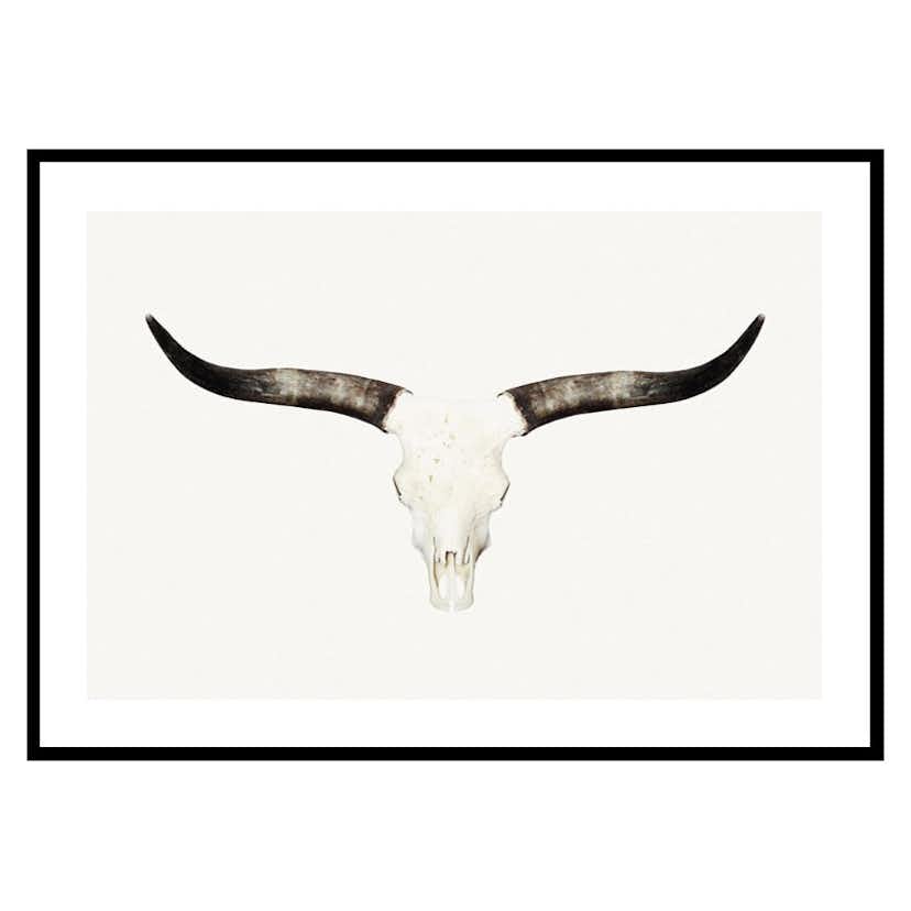 Poster Gallerix Animal Skull