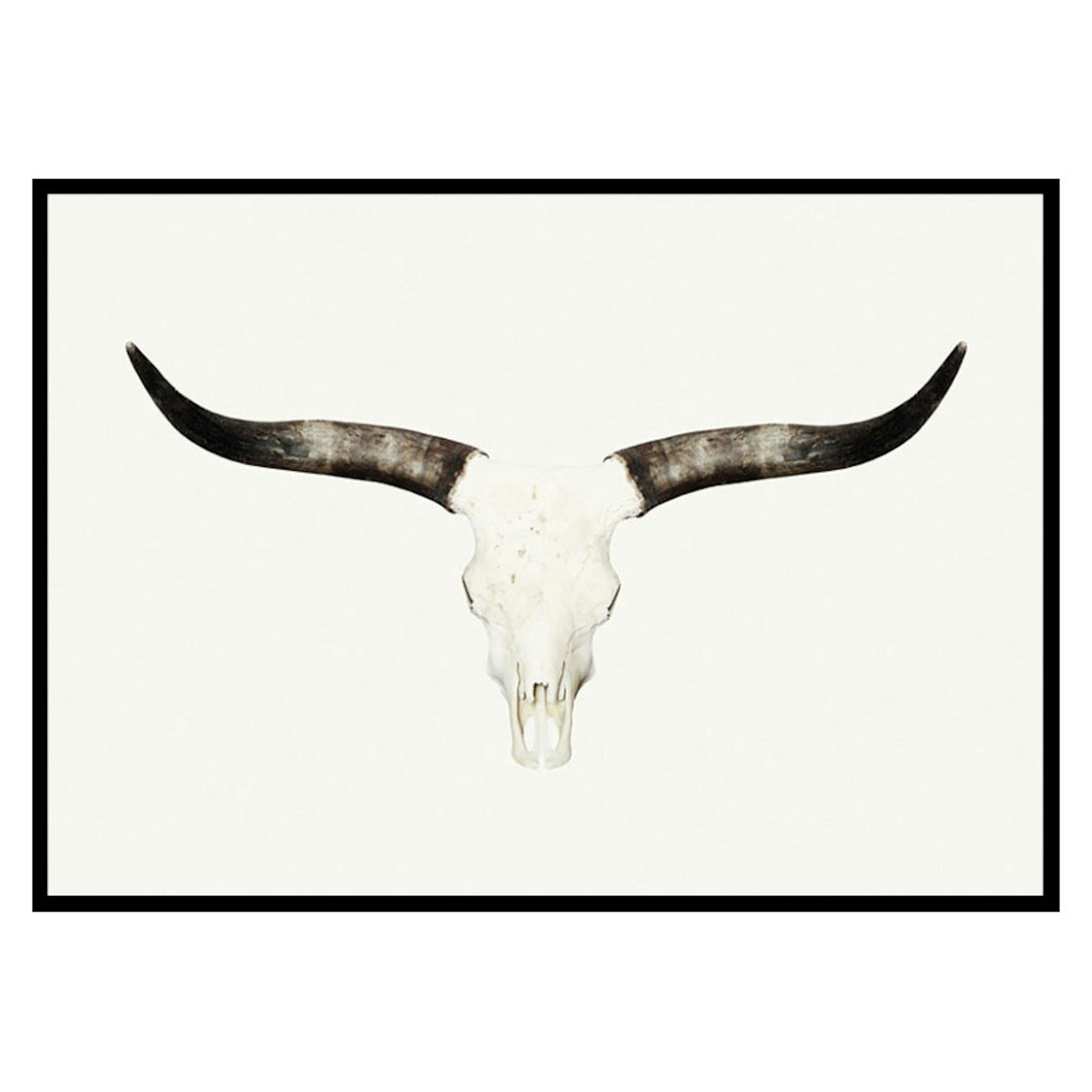 Poster Gallerix Animal Skull
