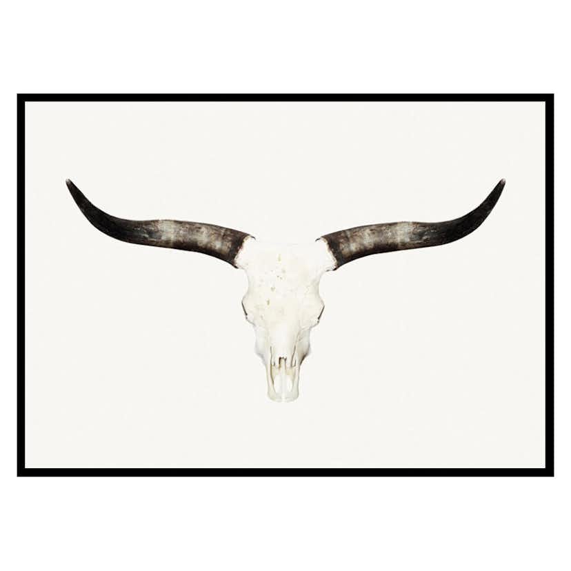 Poster Gallerix Animal Skull