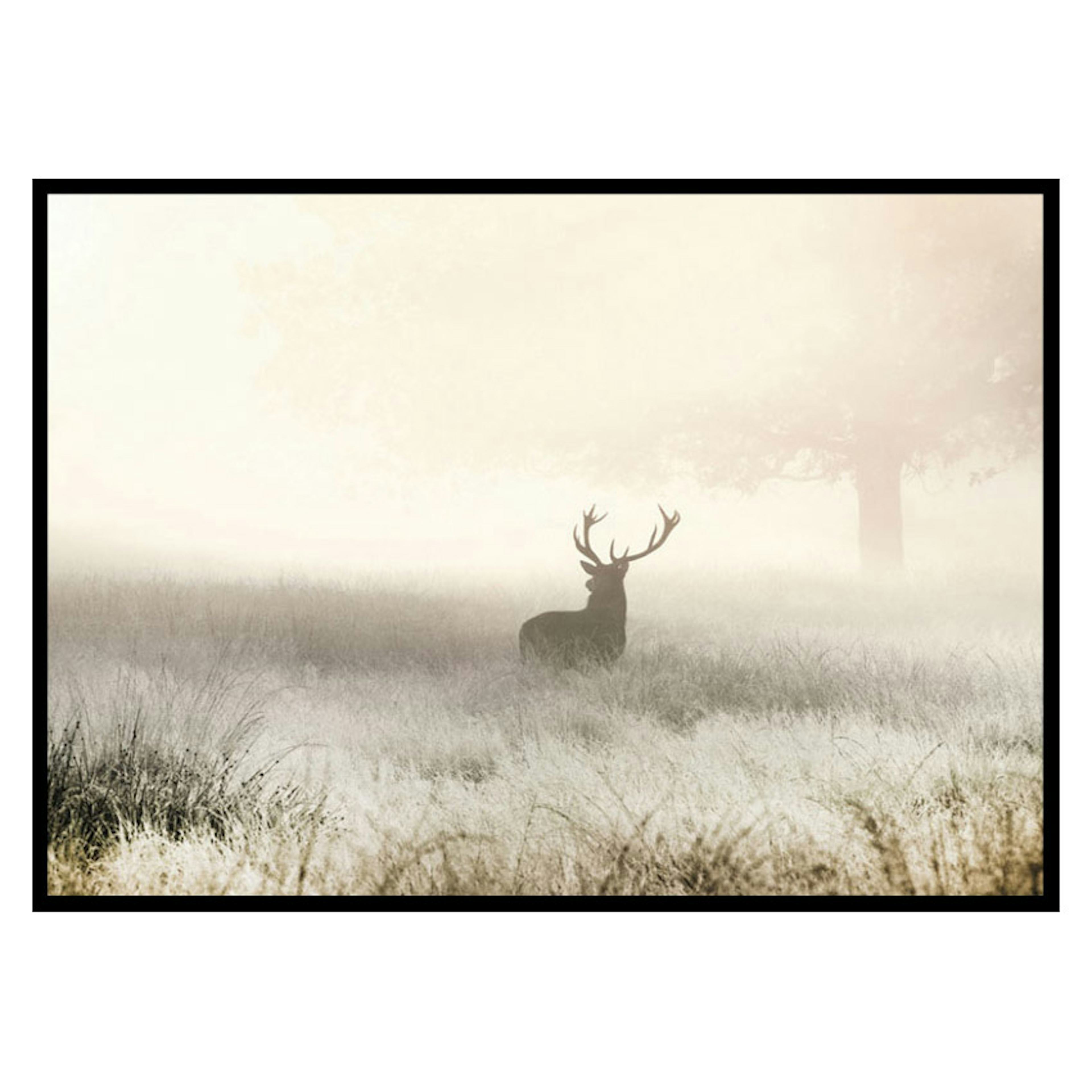Poster Gallerix Deer In Mist