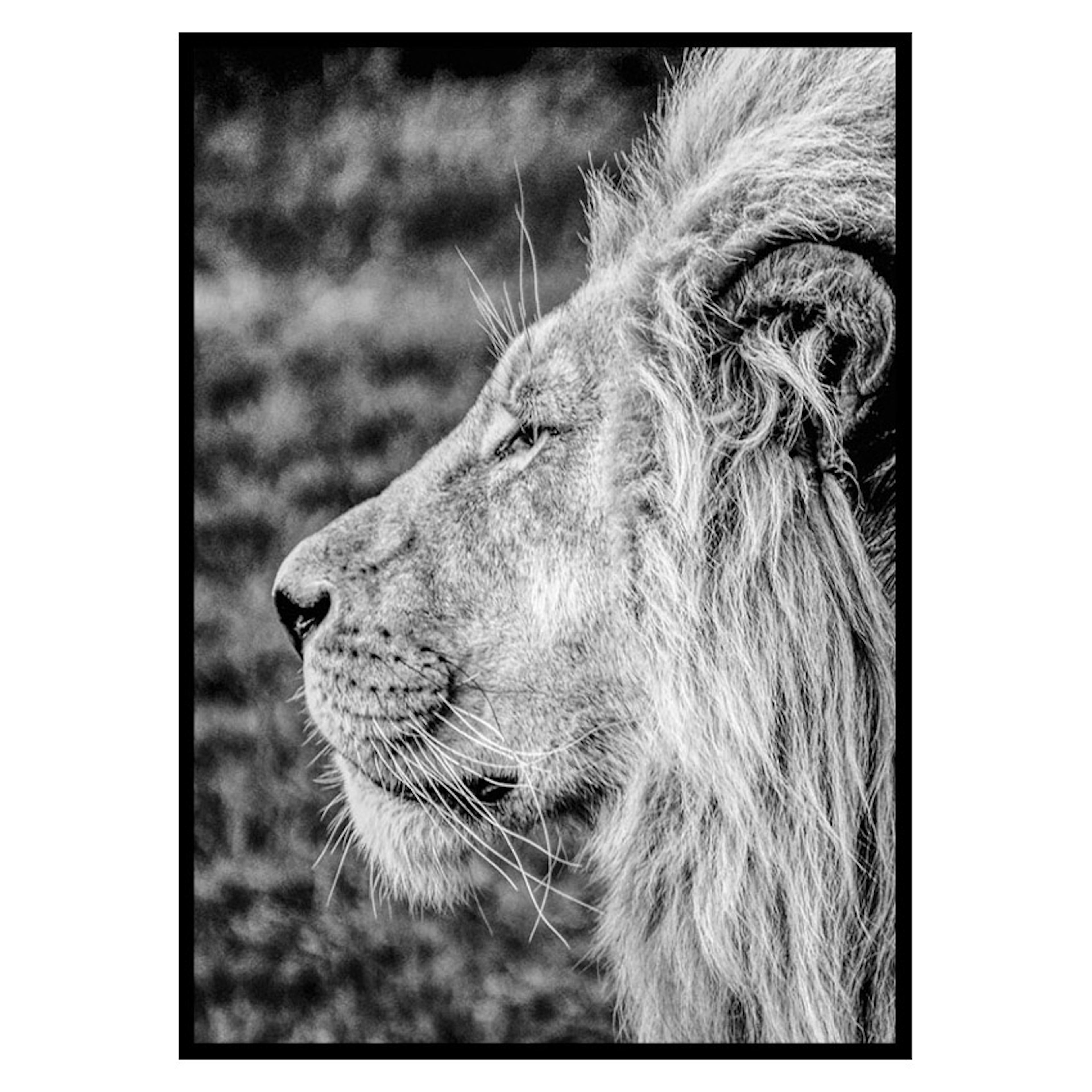 Poster Gallerix Male Lion Profile