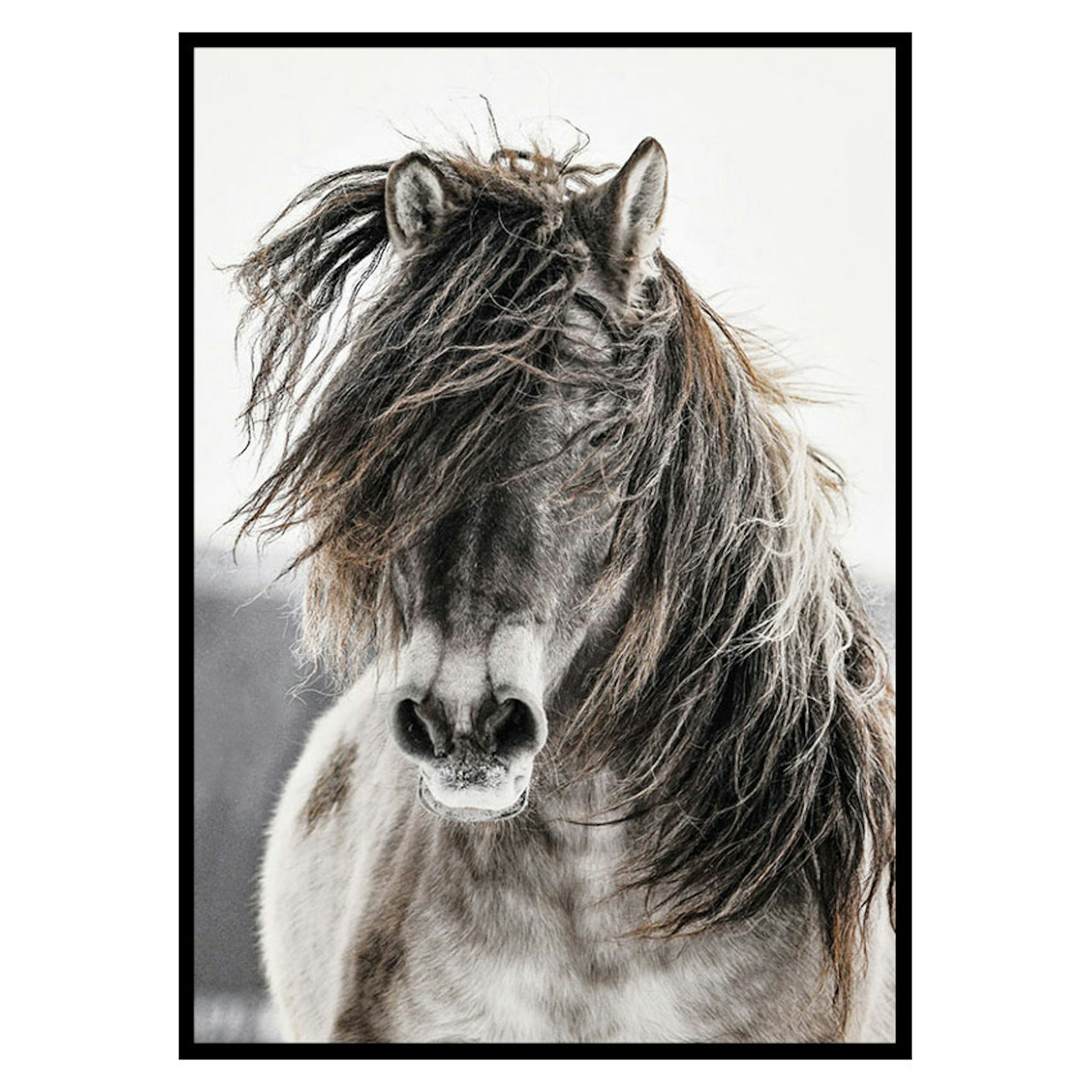 Poster Gallerix Wild Horse