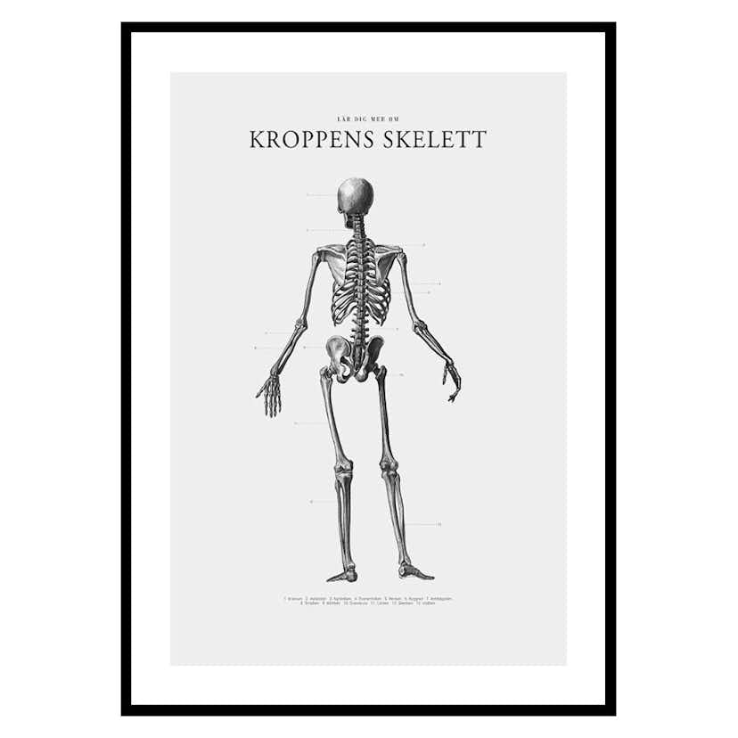 Poster Gallerix Kroppens Skelett