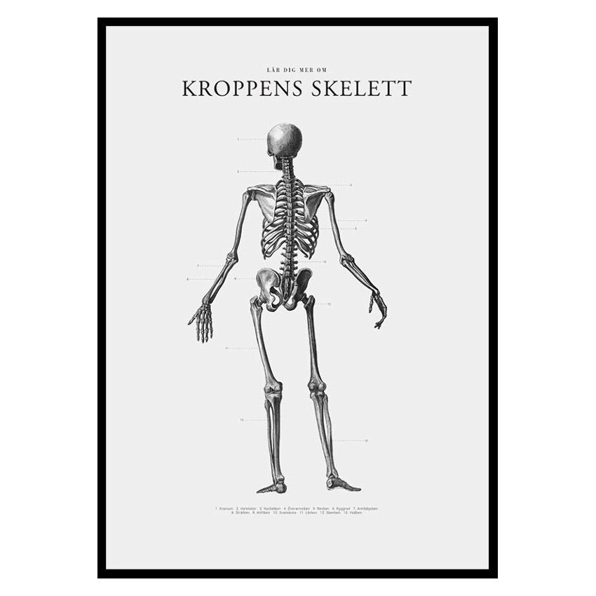 Poster Gallerix Kroppens Skelett