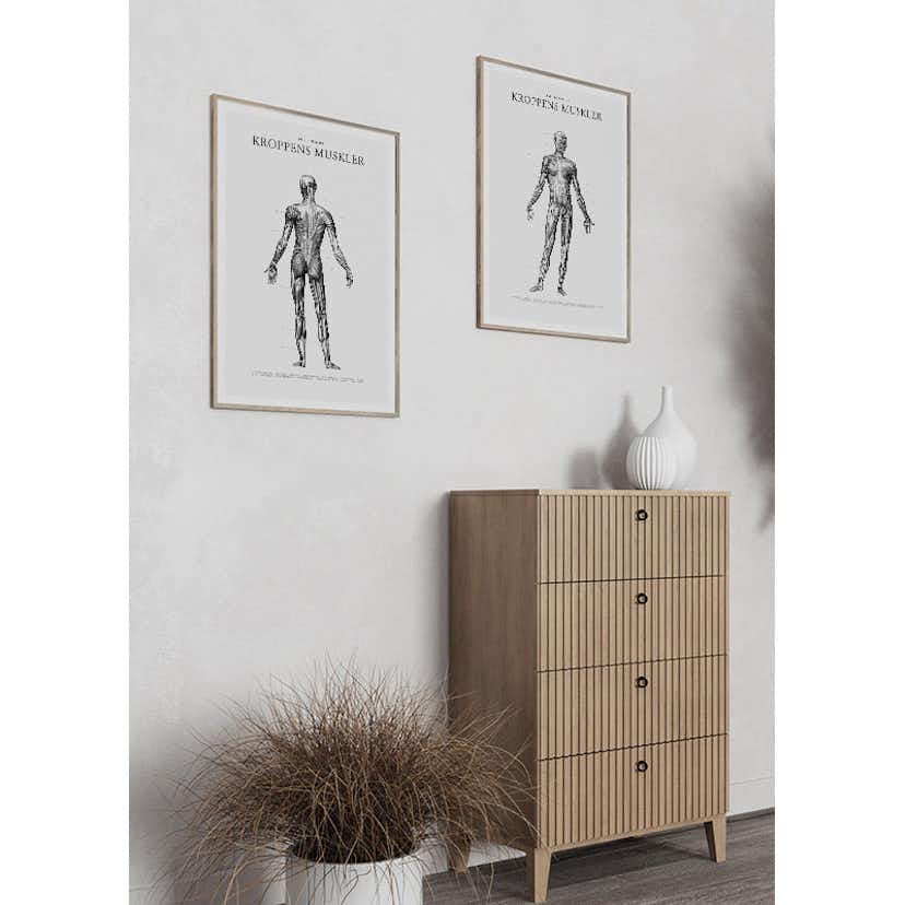 Poster Gallerix Kroppens Muskler Framsida