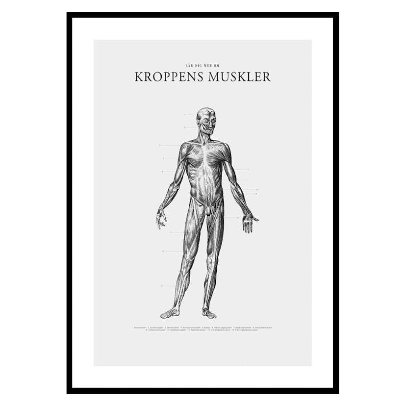 Poster Gallerix Kroppens Muskler Framsida