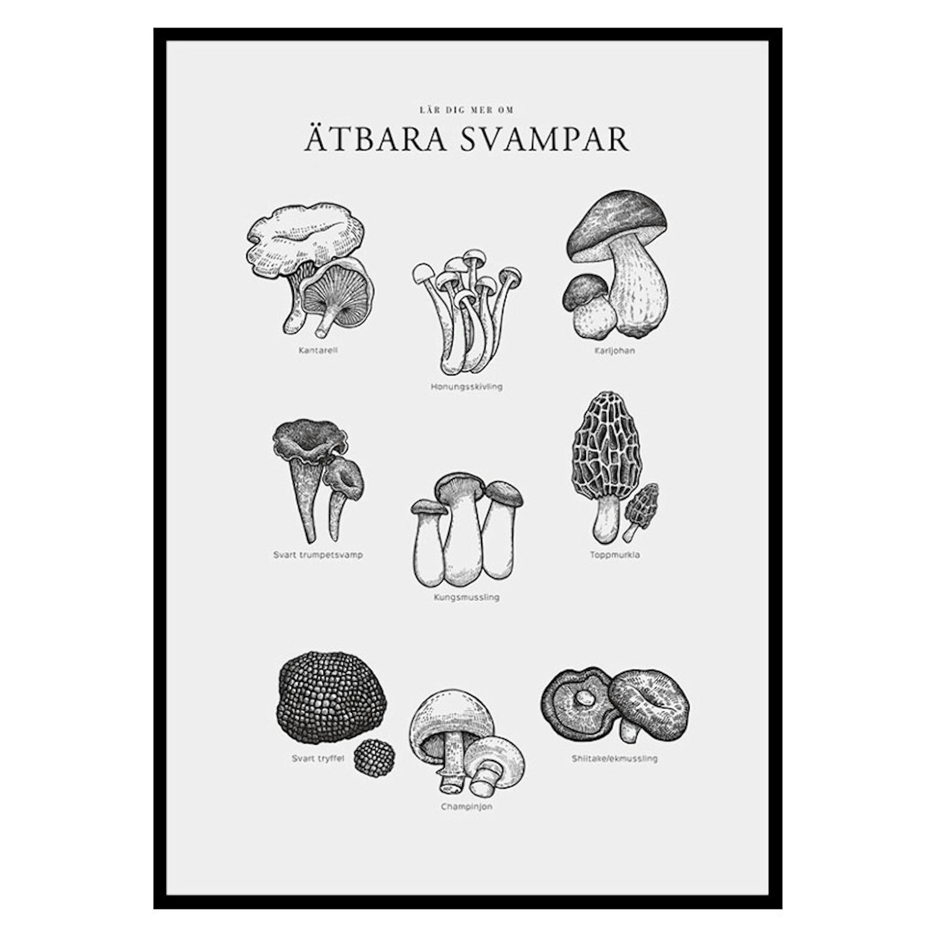 Poster Gallerix Ätbara Svampar