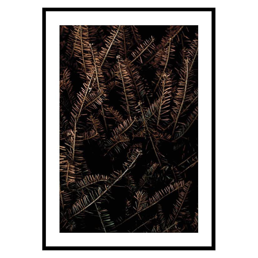 Poster Gallerix Fir Needle No1