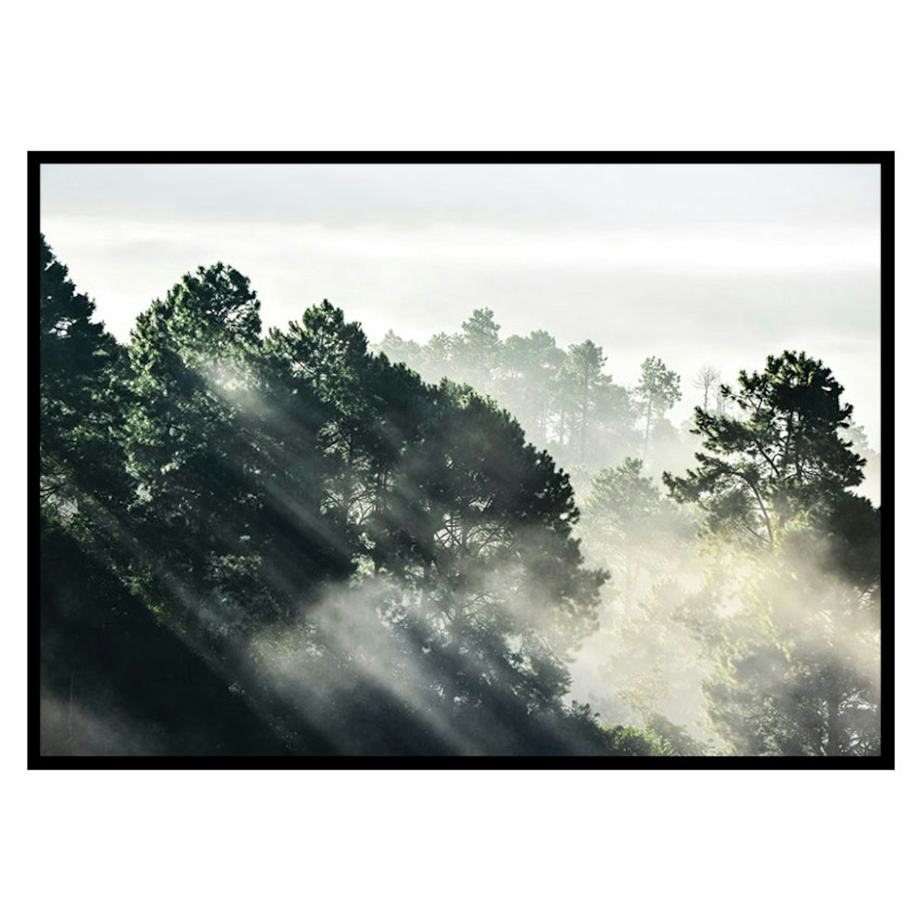 Poster Gallerix Sunlight Forest