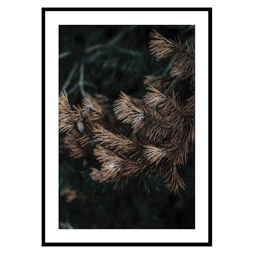 Poster Gallerix Fir Needle No2