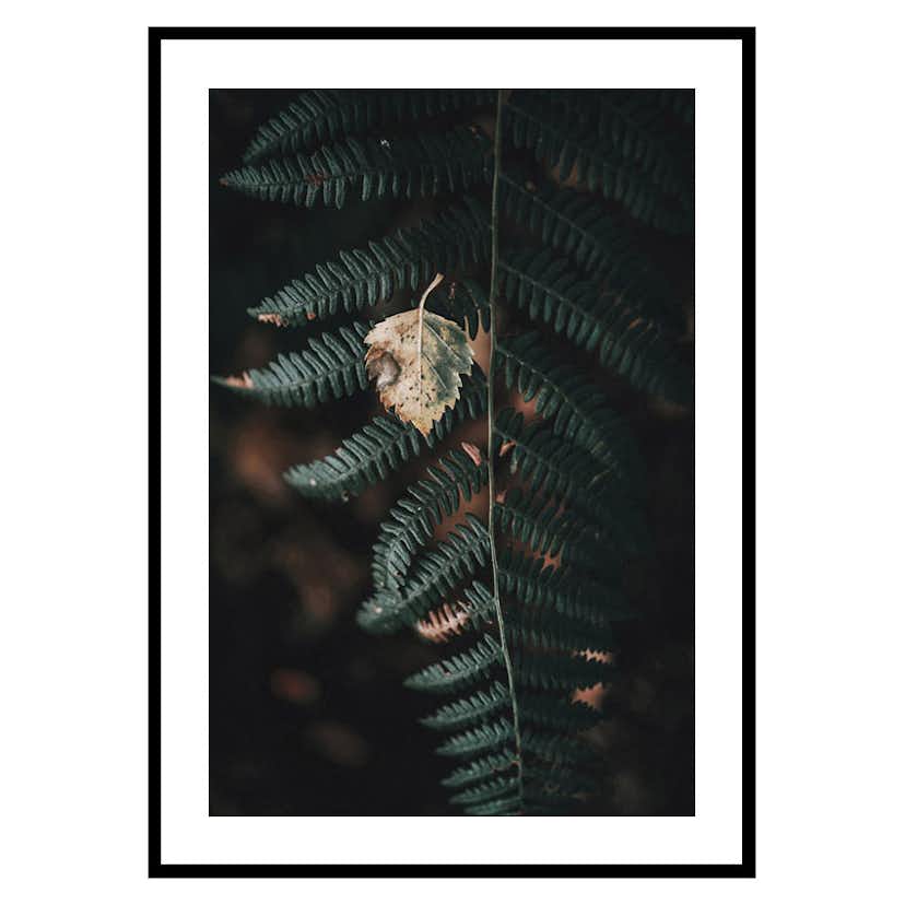 Poster Gallerix Fern No1