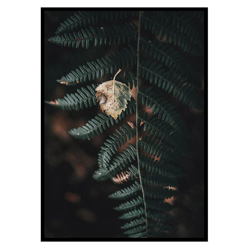 Poster Gallerix Fern No1