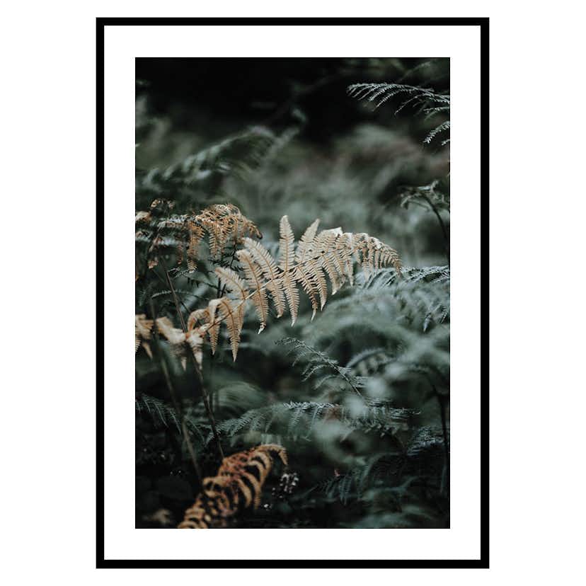 Poster Gallerix Fern No2