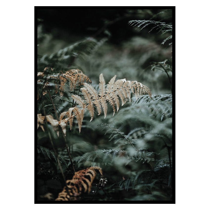 Poster Gallerix Fern No2