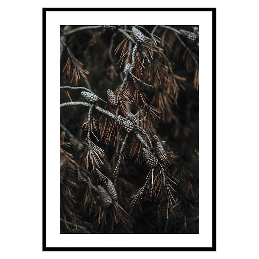 Poster Gallerix Tree Cones Dark