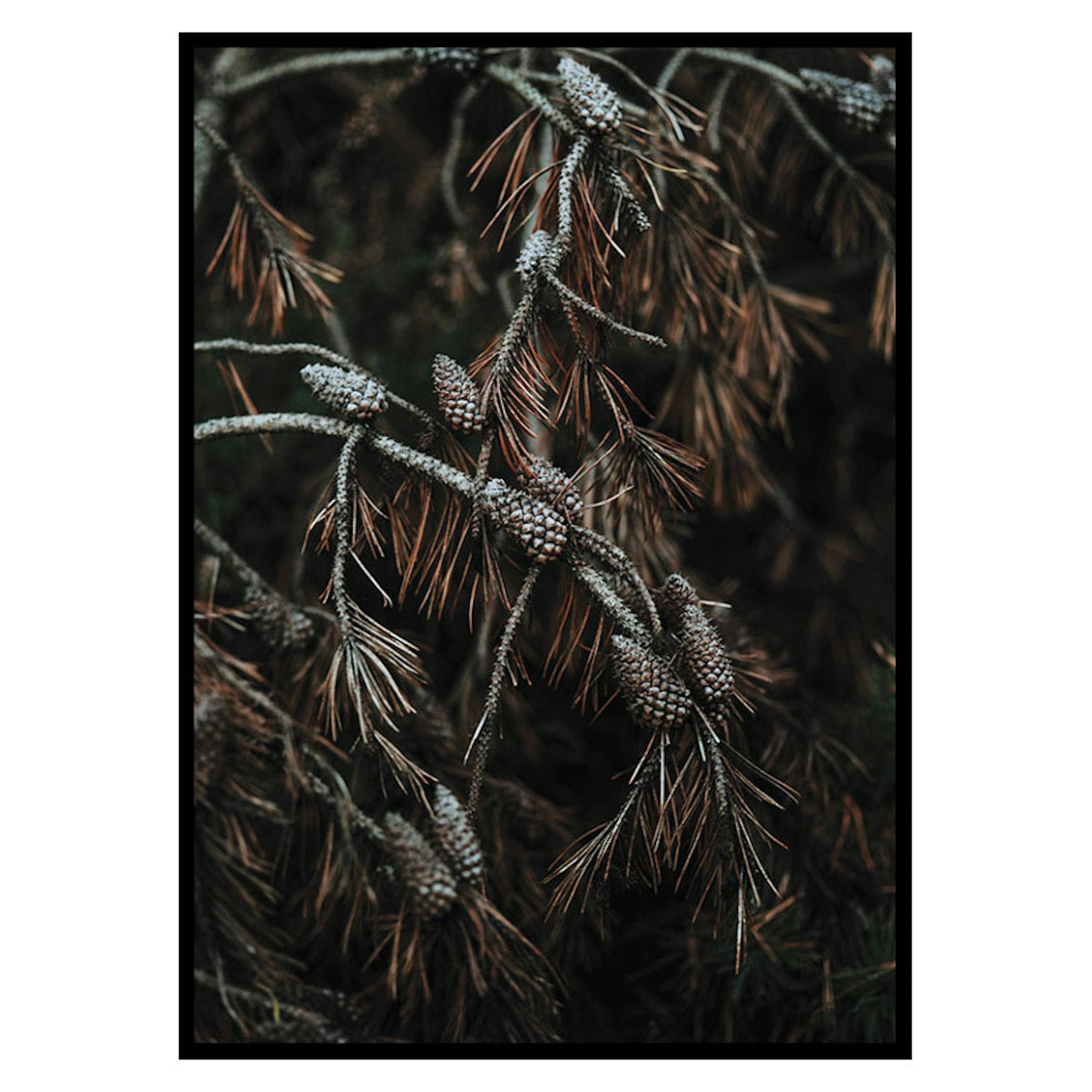Poster Gallerix Tree Cones Dark