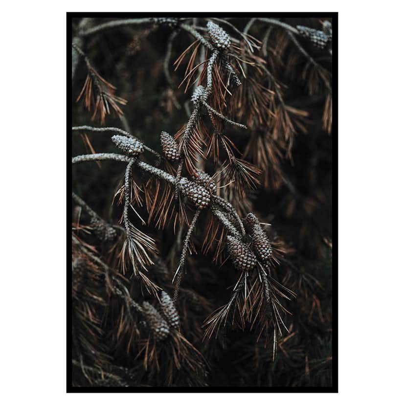 Poster Gallerix Tree Cones Dark