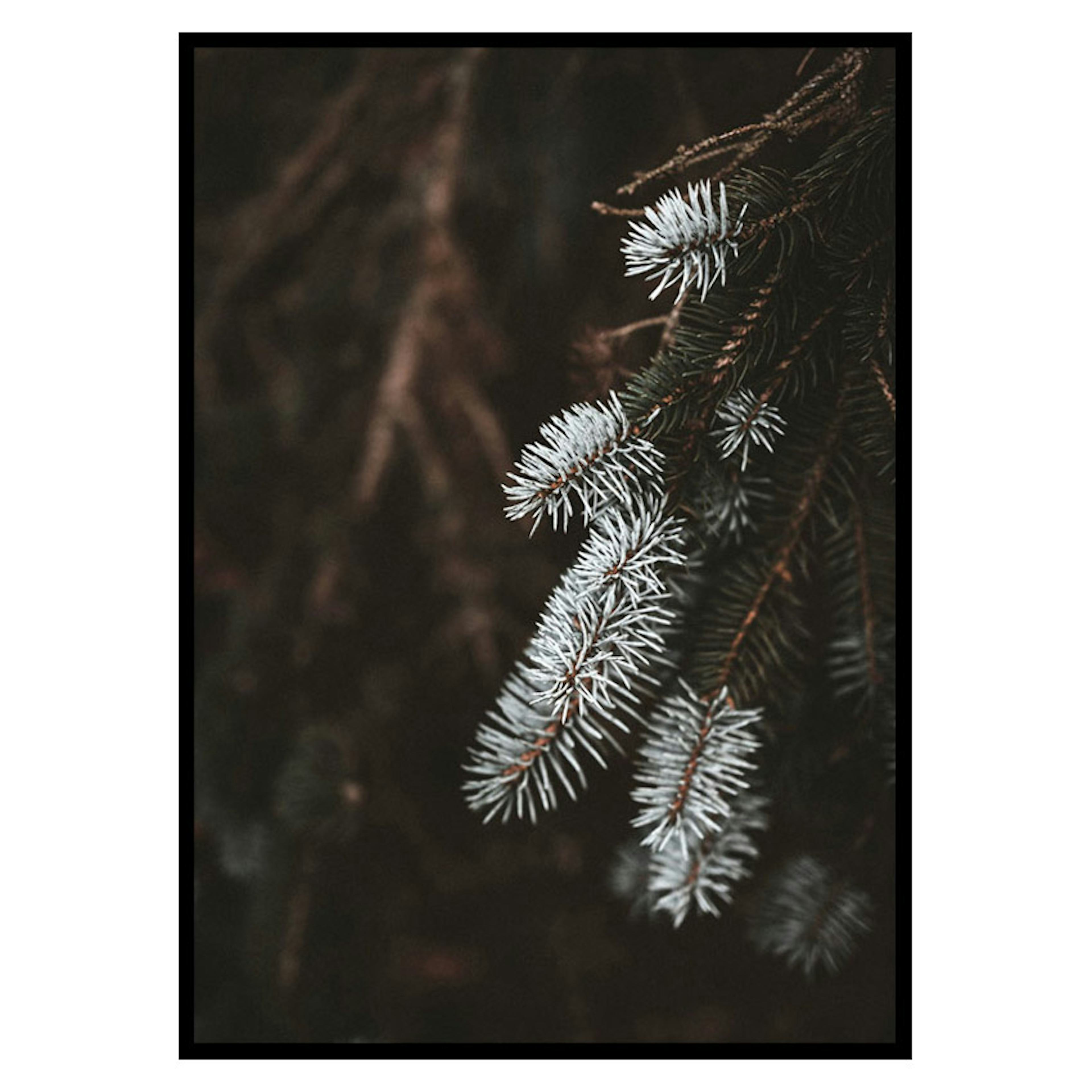 Poster Gallerix Fir Needle In White