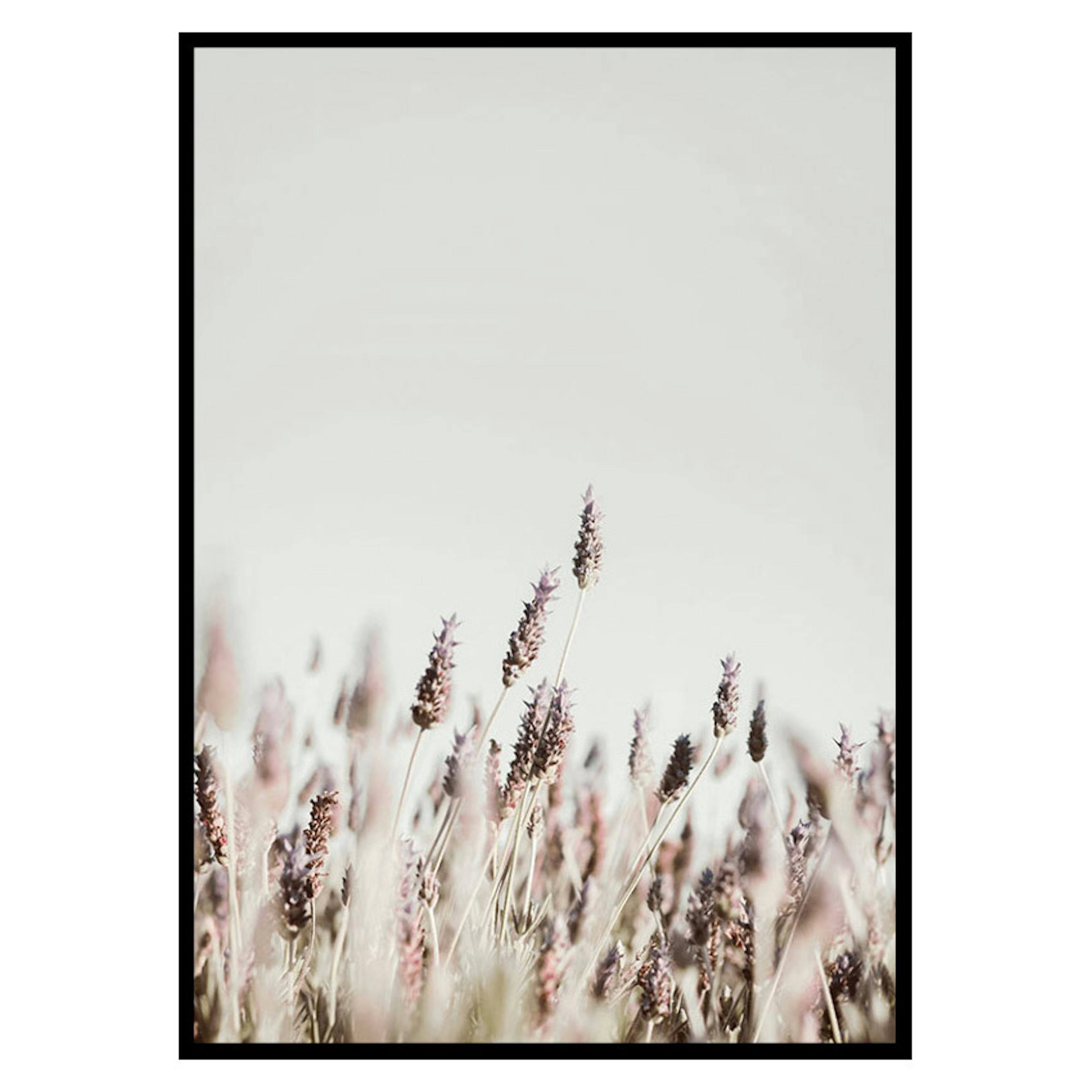 Poster Gallerix Dried Plants No2