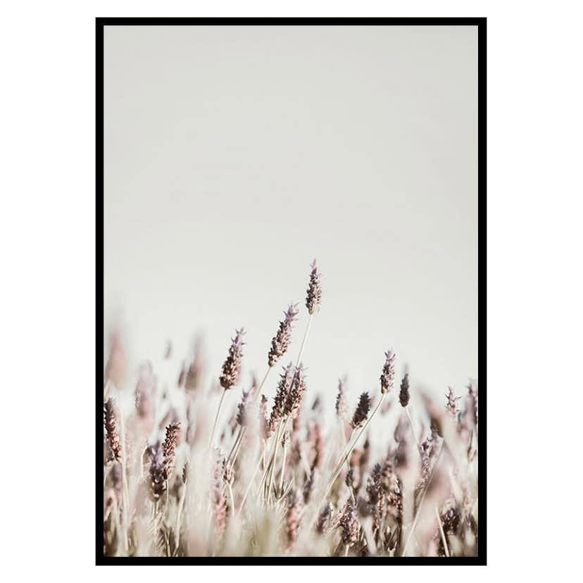 Poster Gallerix Dried Plants No2
