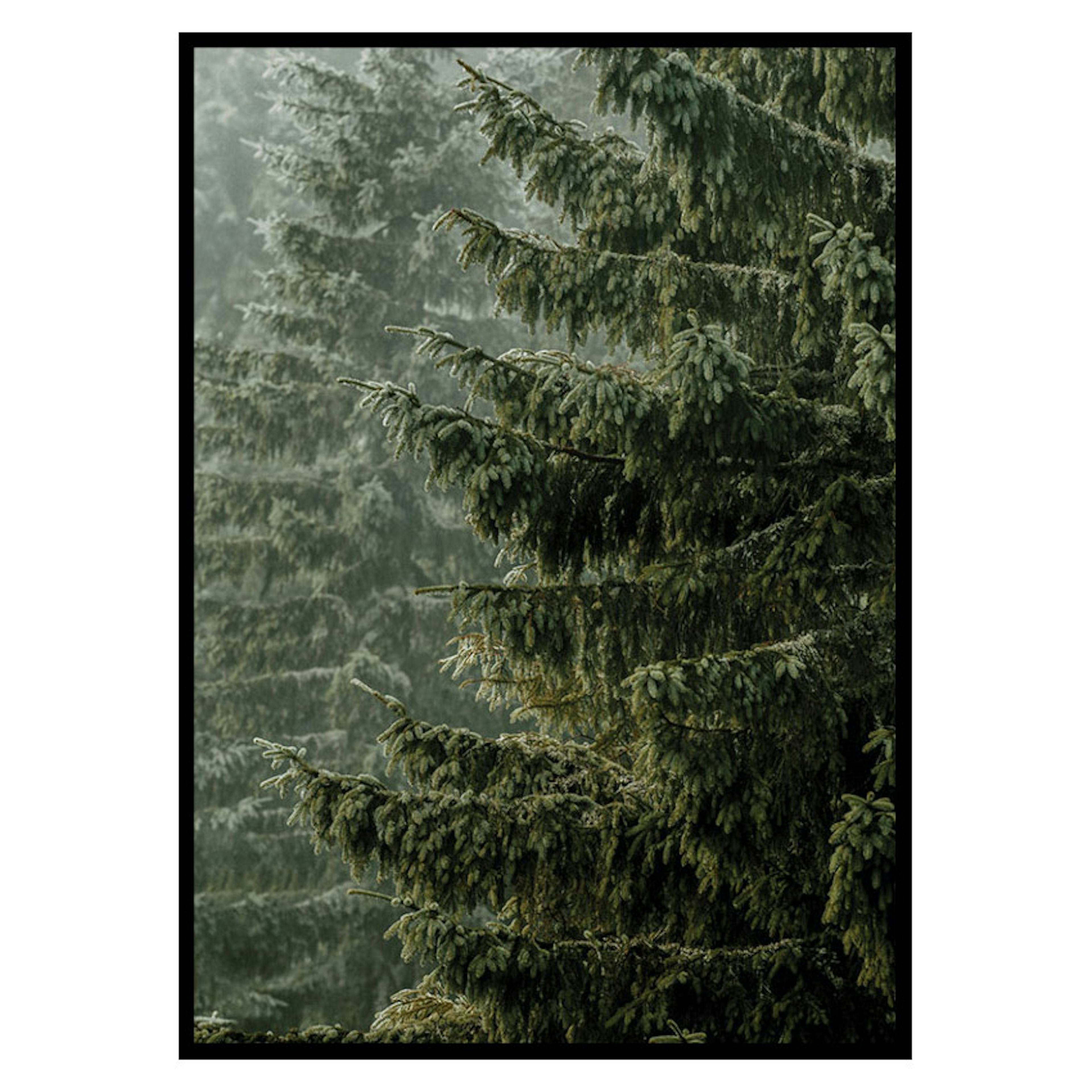 Poster Gallerix Spruce Trees