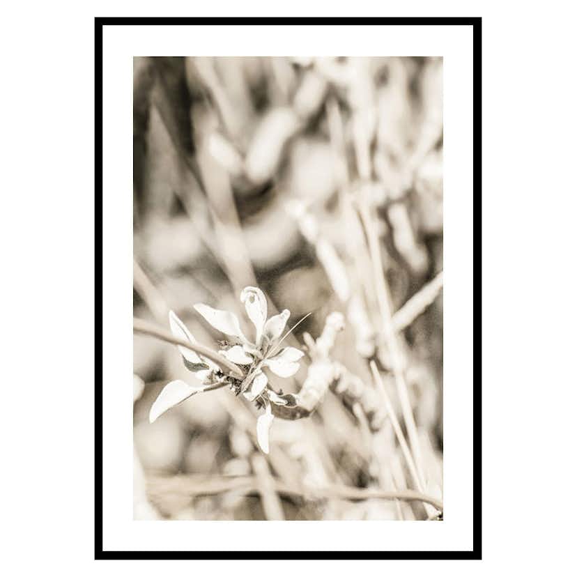 Poster Gallerix Dried Plant No4