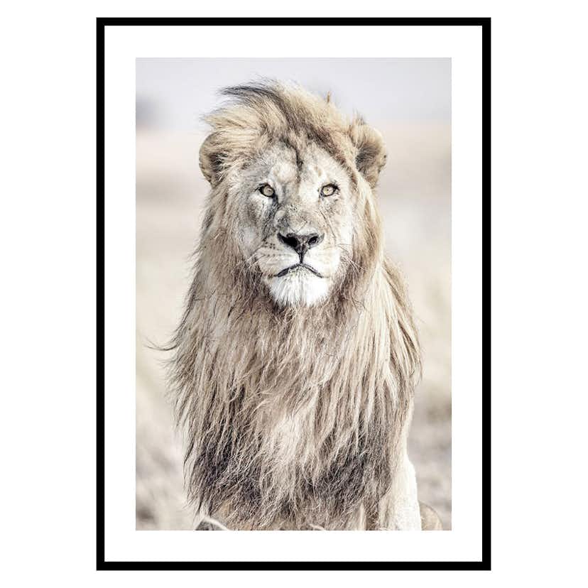 Poster Gallerix Majestic Lion Color