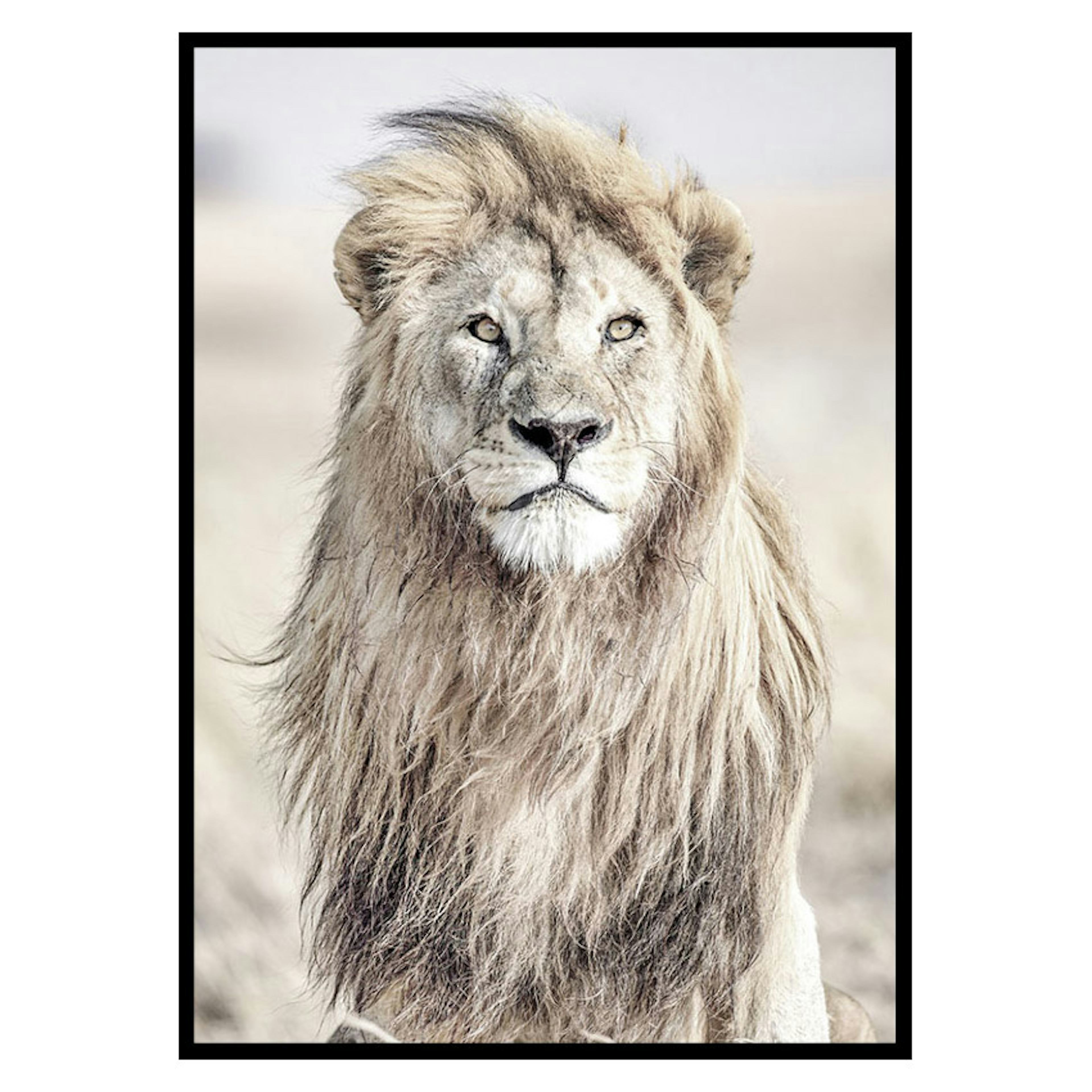 Poster Gallerix Majestic Lion Color