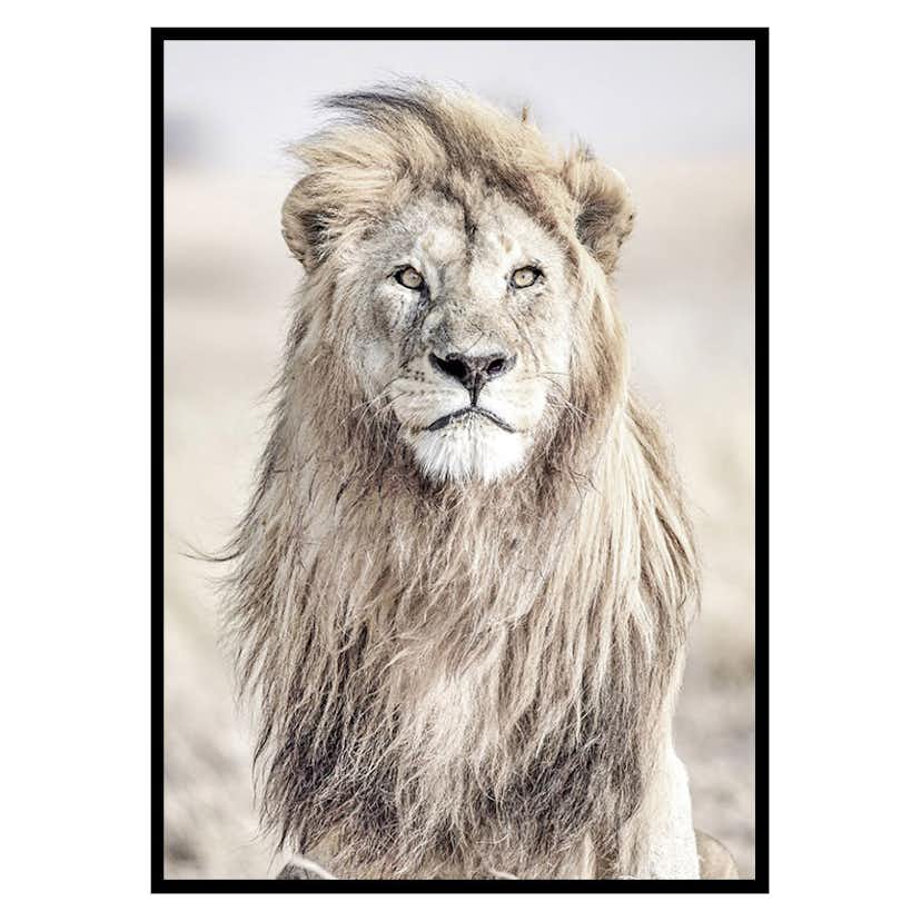 Poster Gallerix Majestic Lion Color