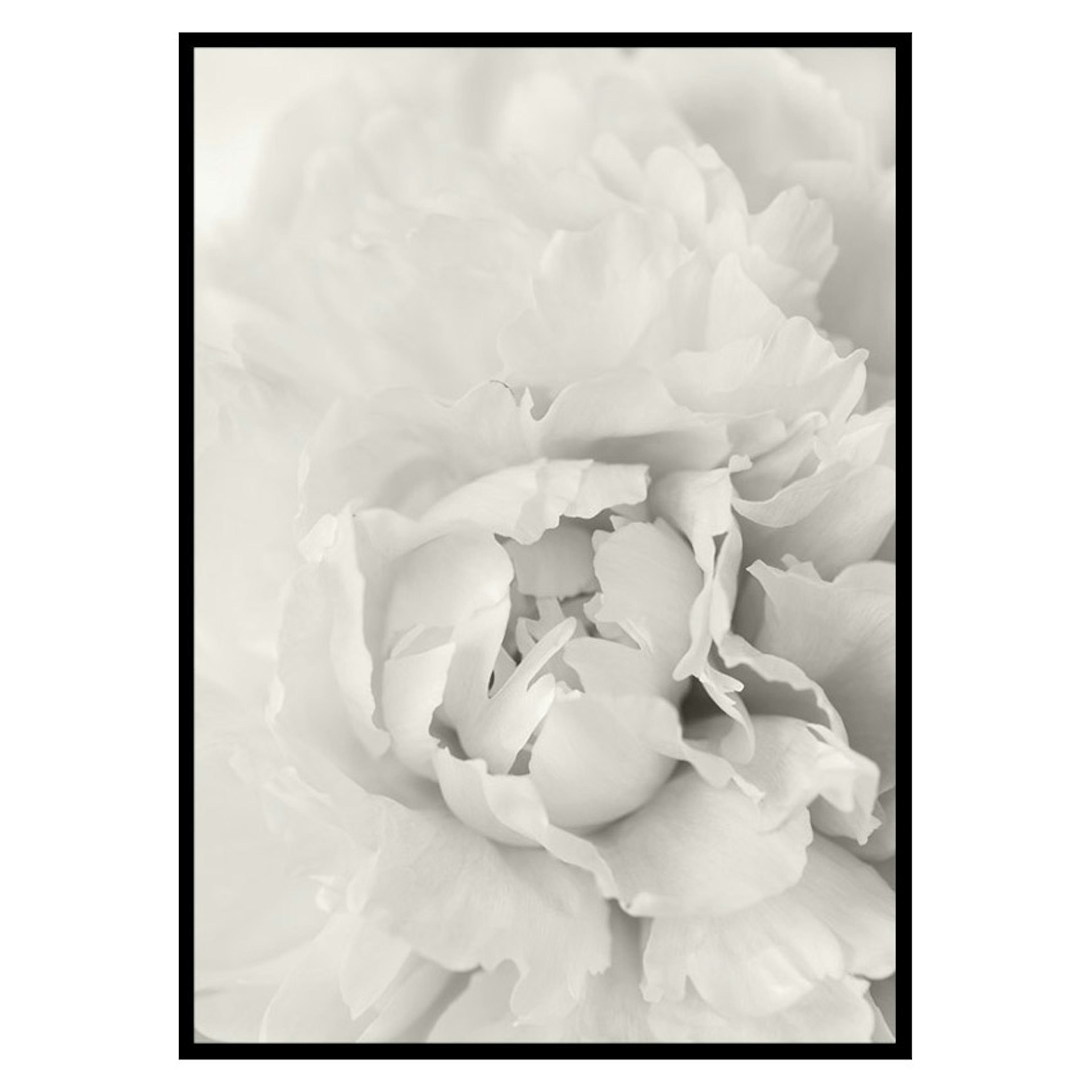 Poster Gallerix White Rose No1