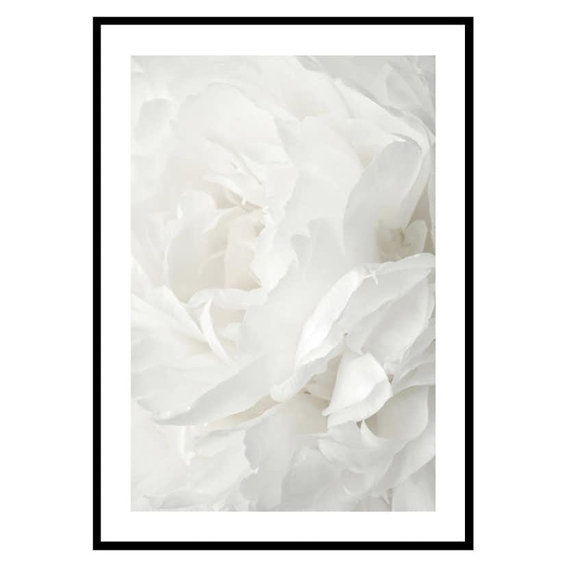 Poster Gallerix White Rose No2