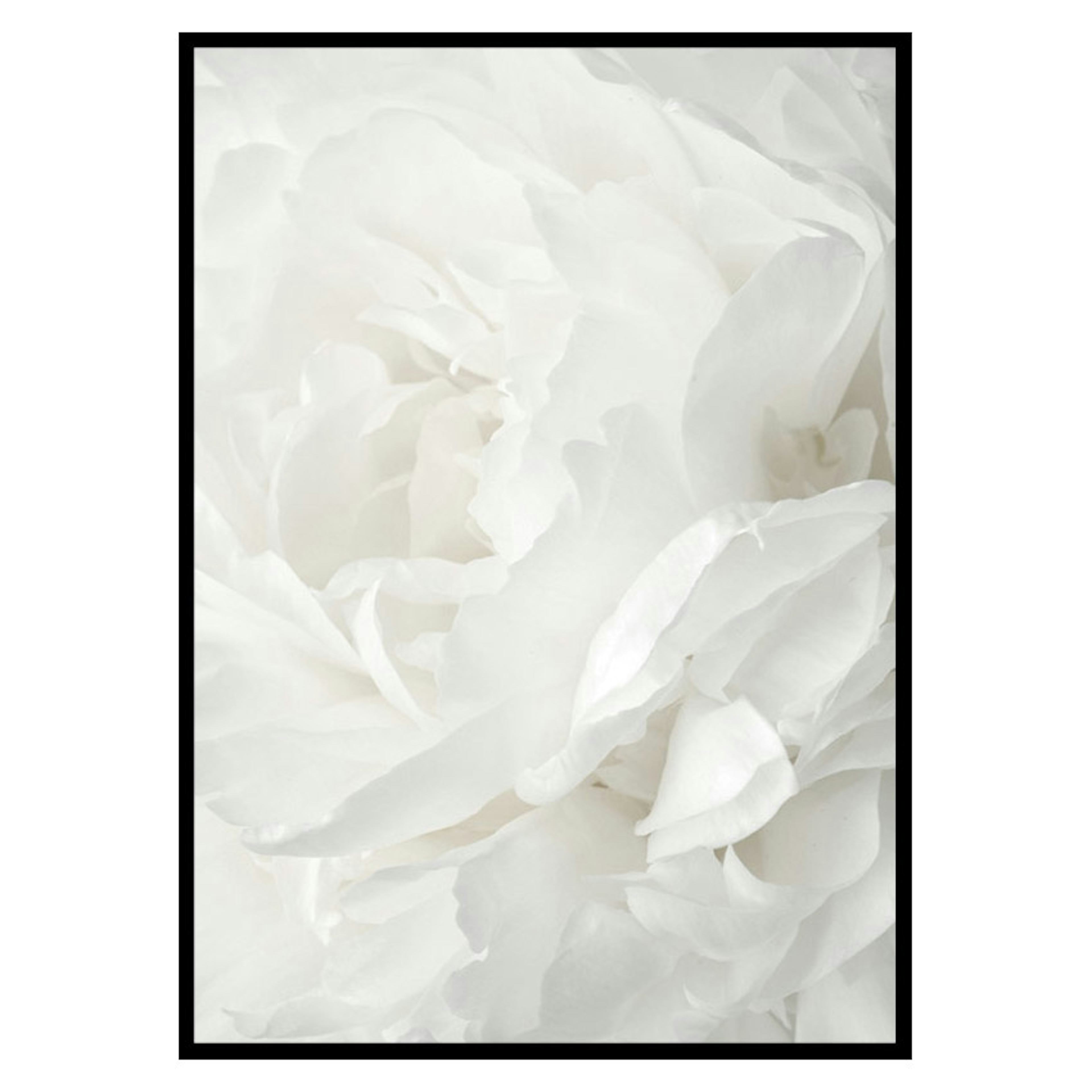 Poster Gallerix White Rose No2
