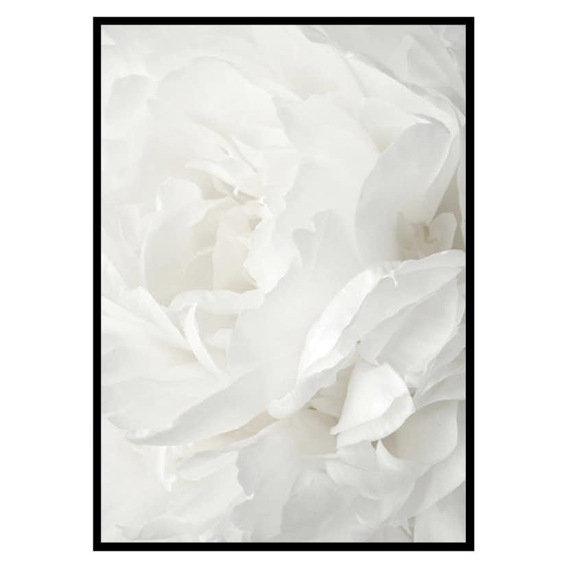 Poster Gallerix White Rose No2