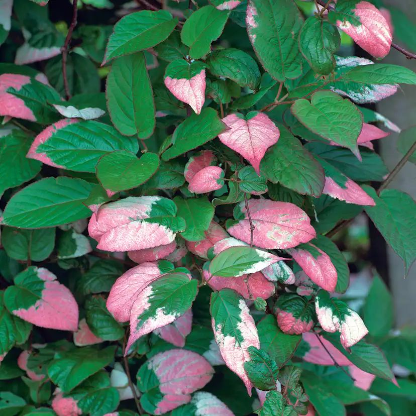 Klätterväxt Kameleontbuske Omnia Garden 40-60 cm