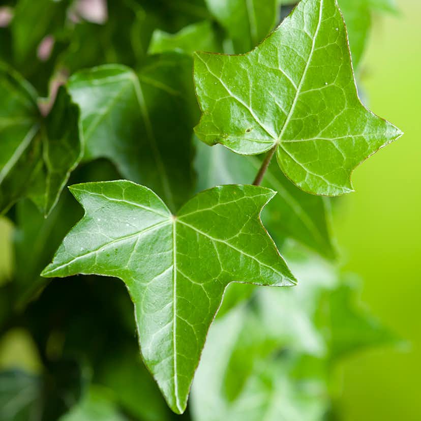 Klätterväxt Murgröna Omnia Garden 40-60 cm