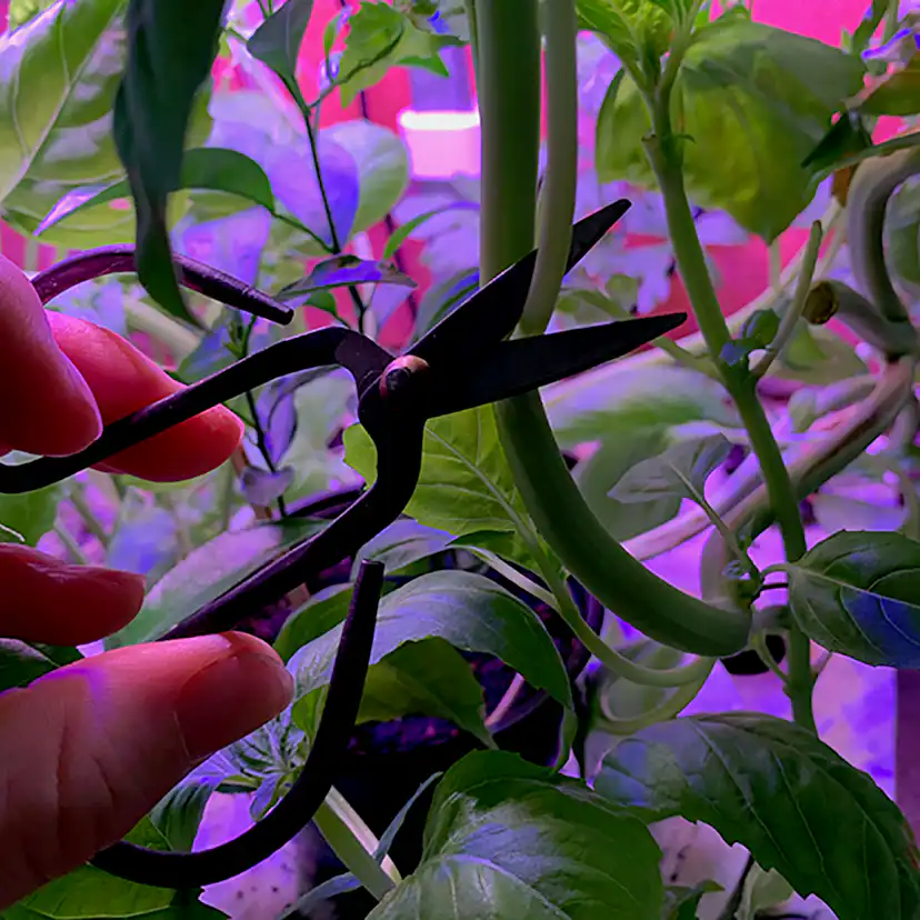 Hydroponisk Odlingslåda RobotGarden Hydroponisk Odling med Startkit & Växtlampa, Vit