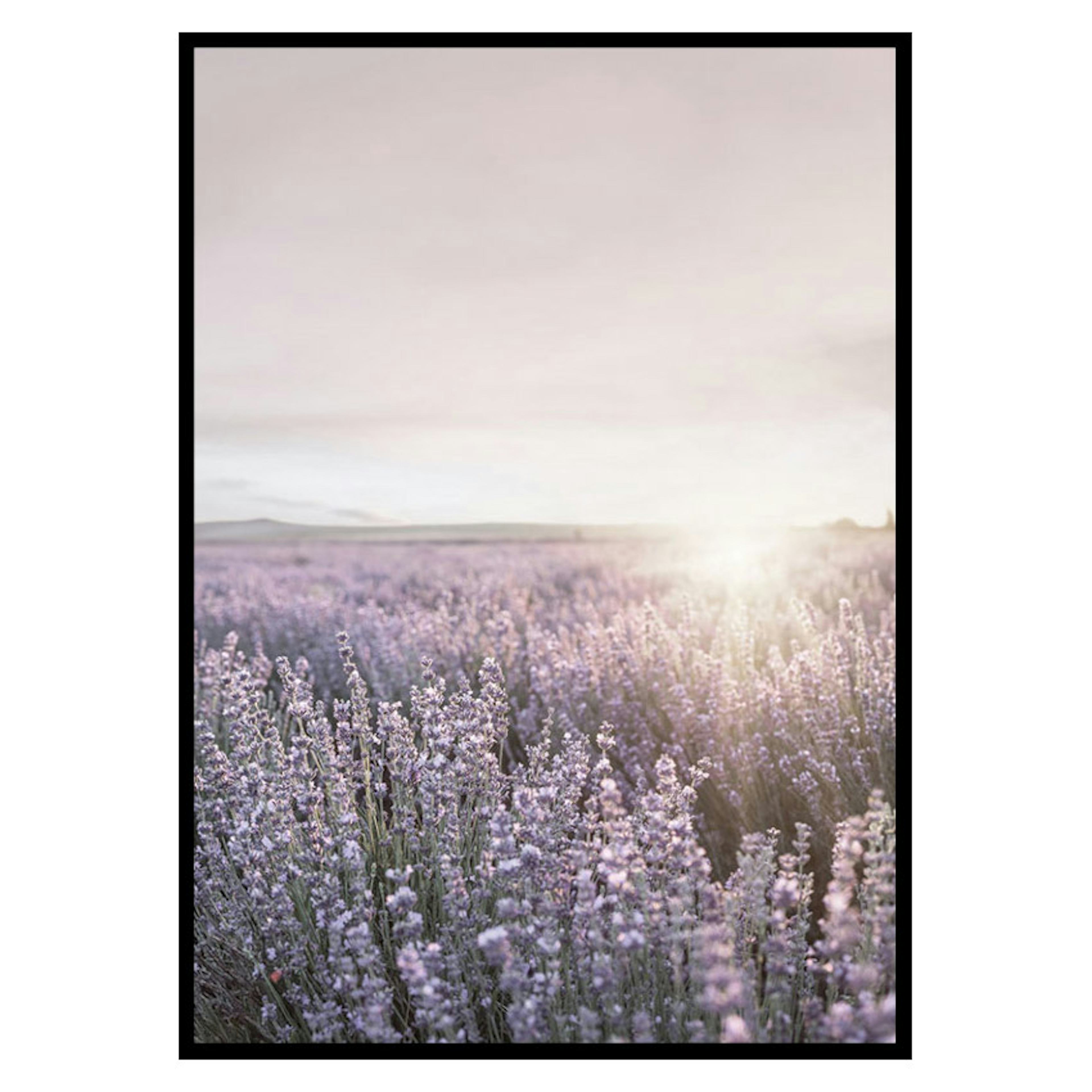 Poster Gallerix Provence Lavender