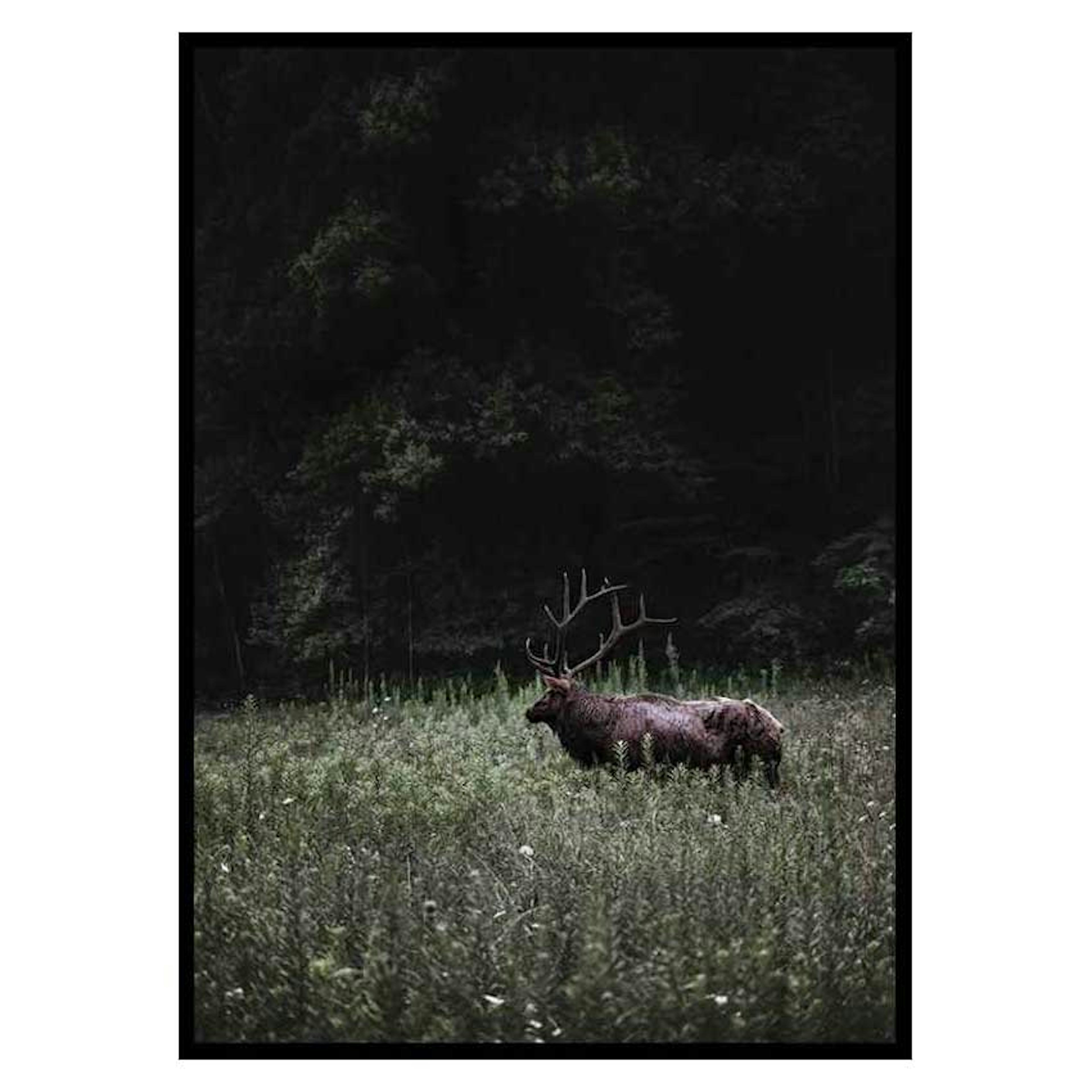 Poster Gallerix Deer in Nature