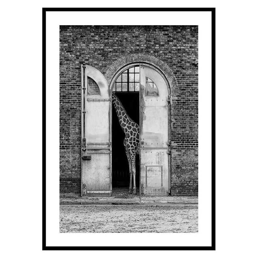 Poster Gallerix Hiding Giraffe 3110