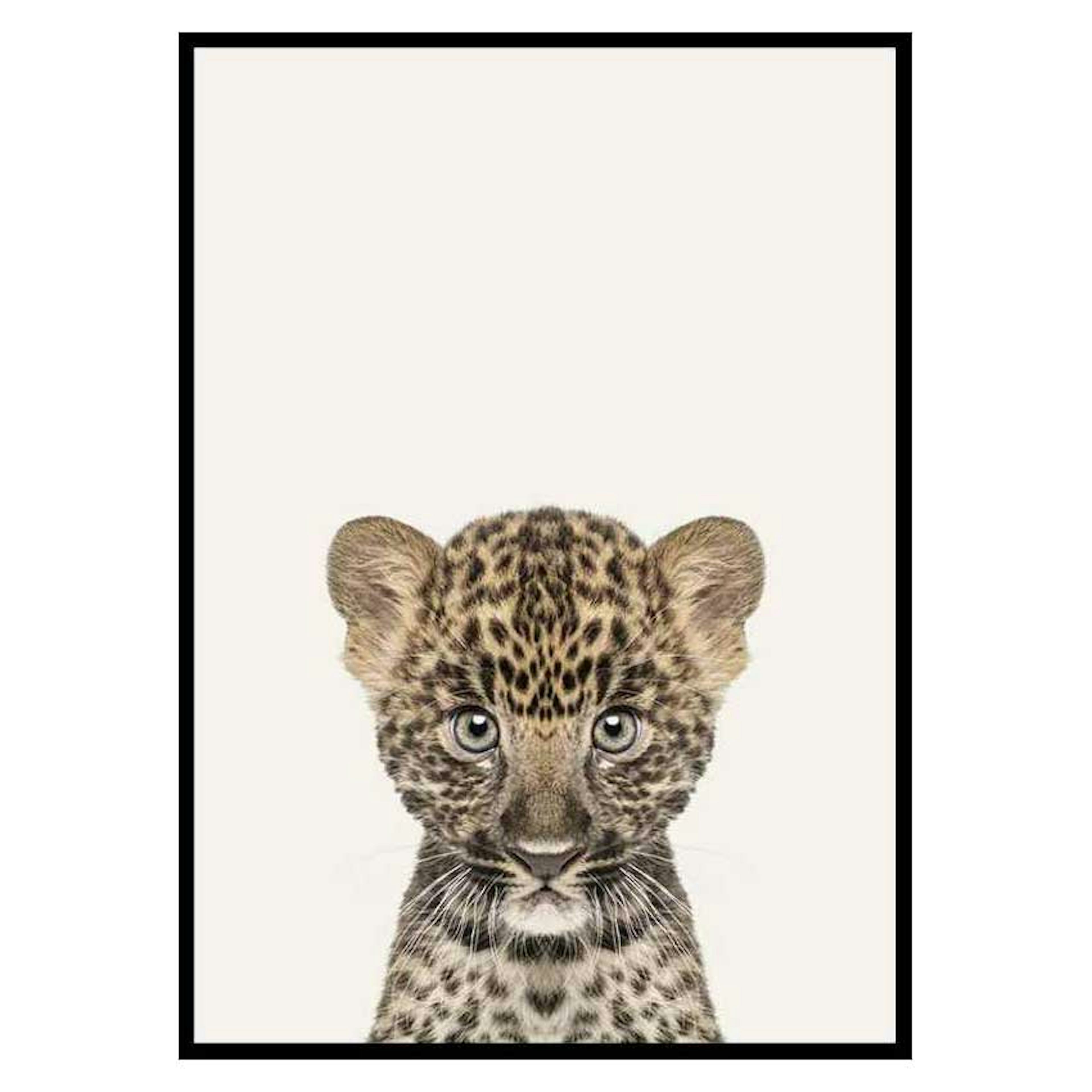 Poster Gallerix Baby Leopard
