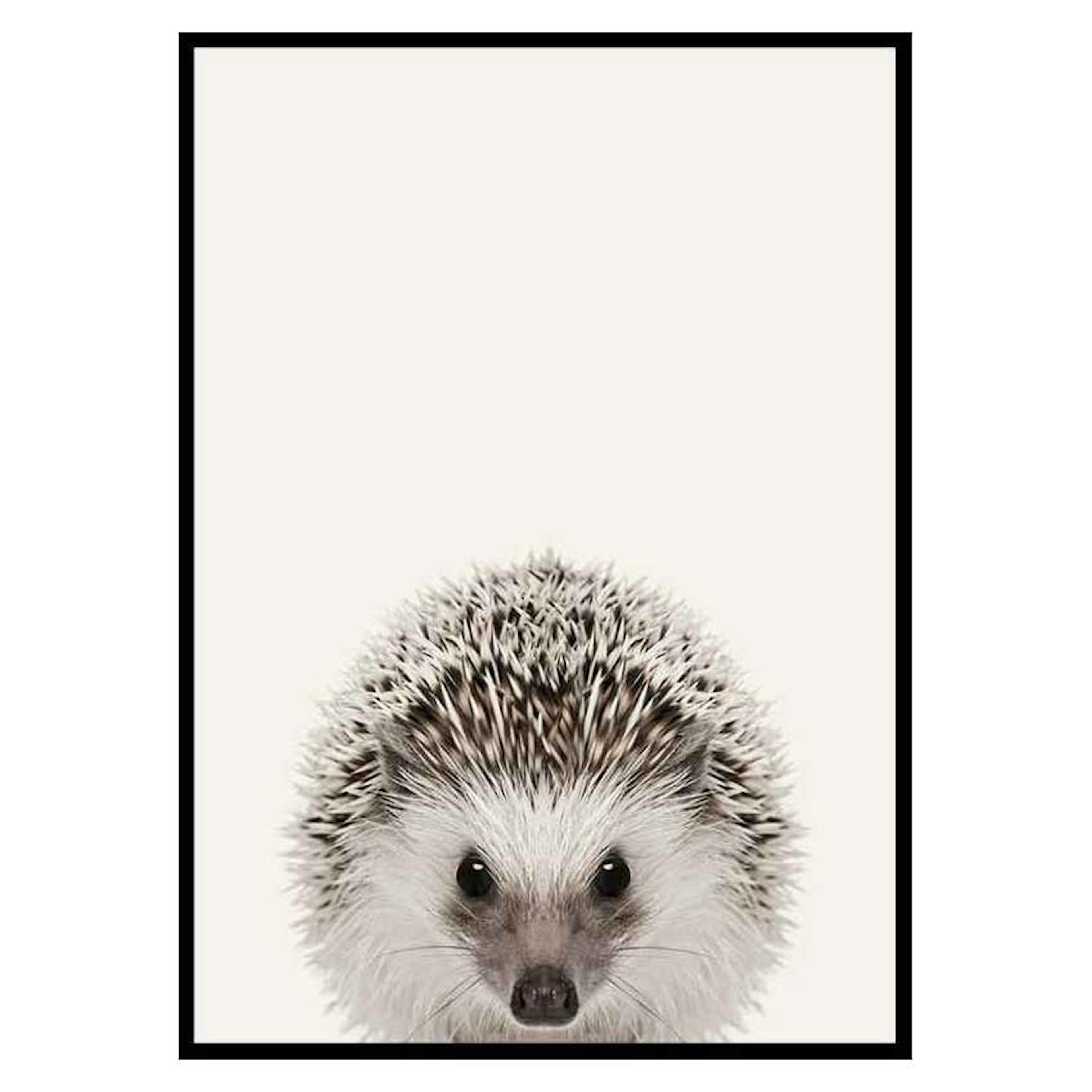 Poster Gallerix Baby Hedgehog
