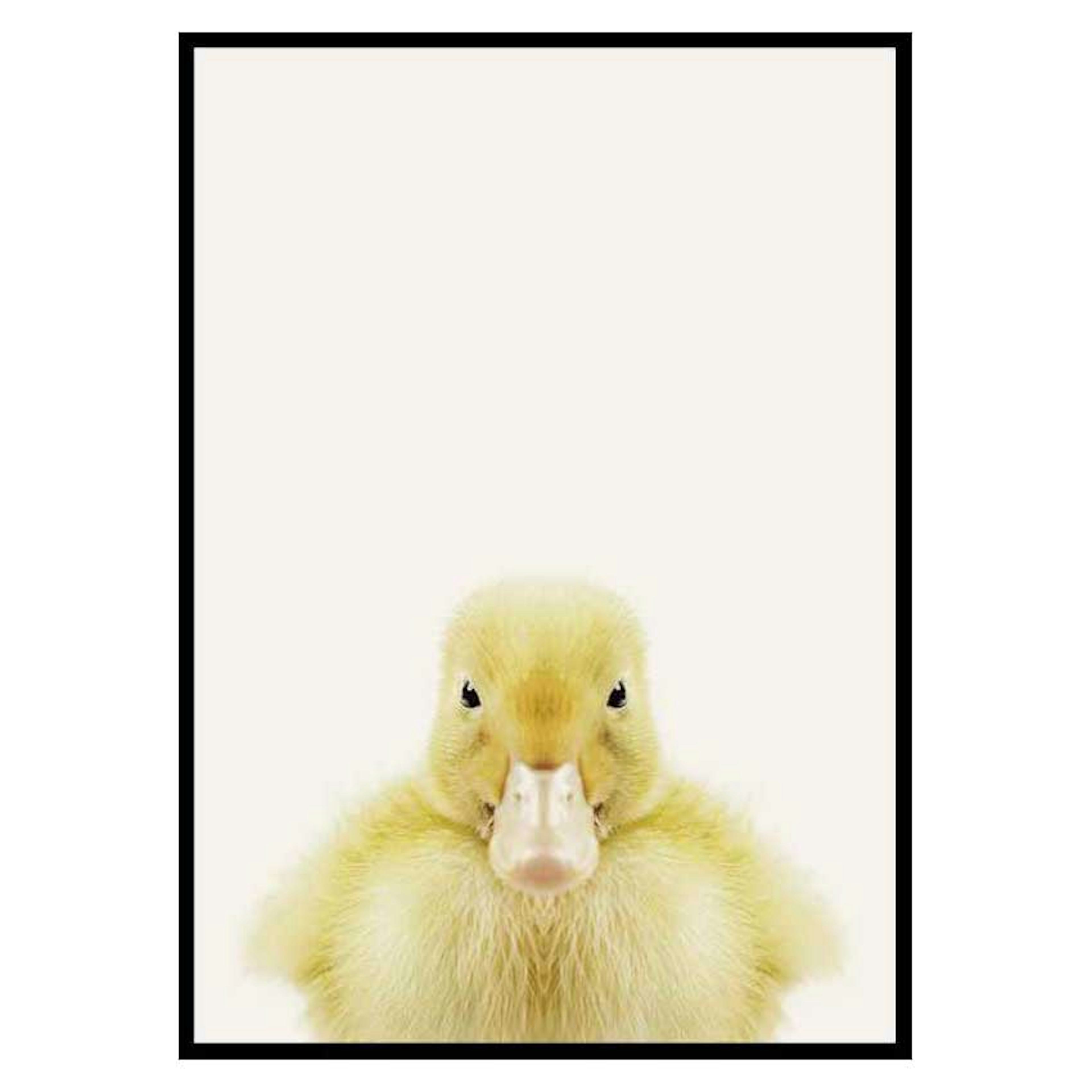 Poster Gallerix Baby Duck