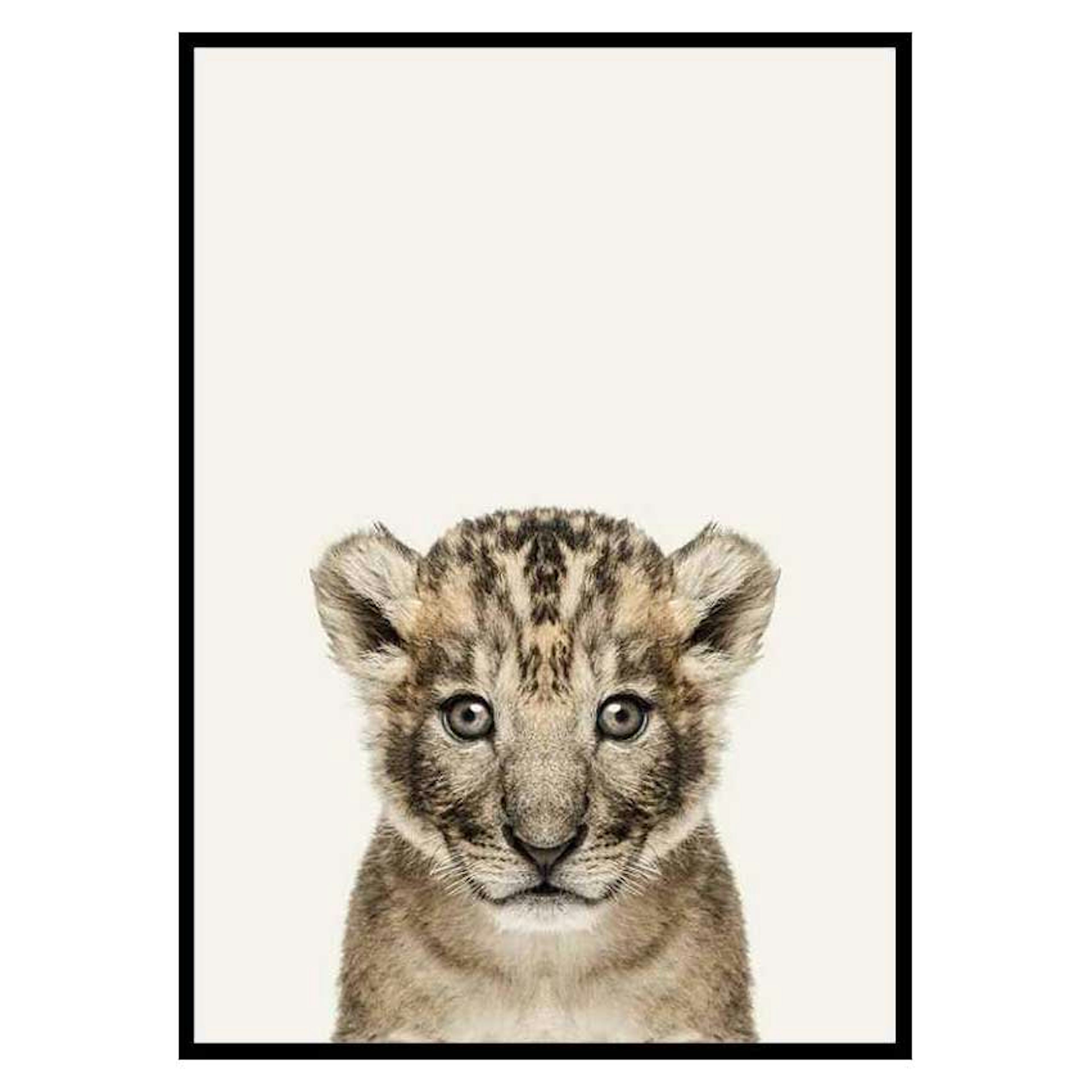 Poster Gallerix Baby Lion